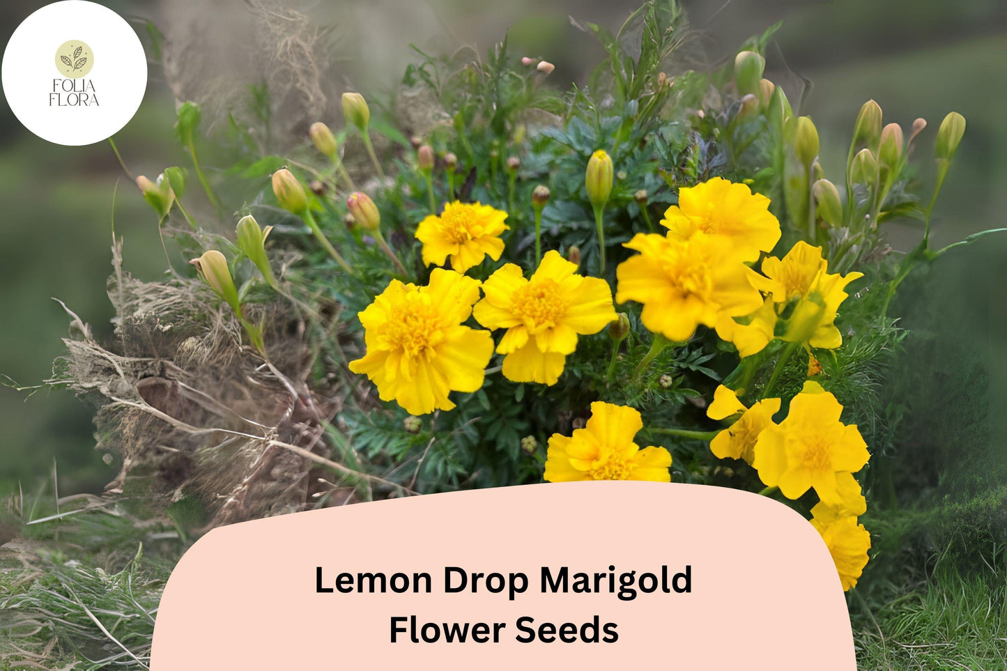25+ Lemon Drop Marigold Seeds | Tagetes patula | Compact Yellow Blooms | Border, Container & Pollinator-Friendly Garden Planting
