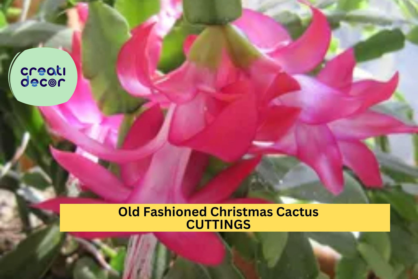 5 Christmas Cactus Cuttings | Schlumbergera bridgesii | Old-Fashioned Heirloom Variety | Easy to Root | Holiday Blooms | Unrooted