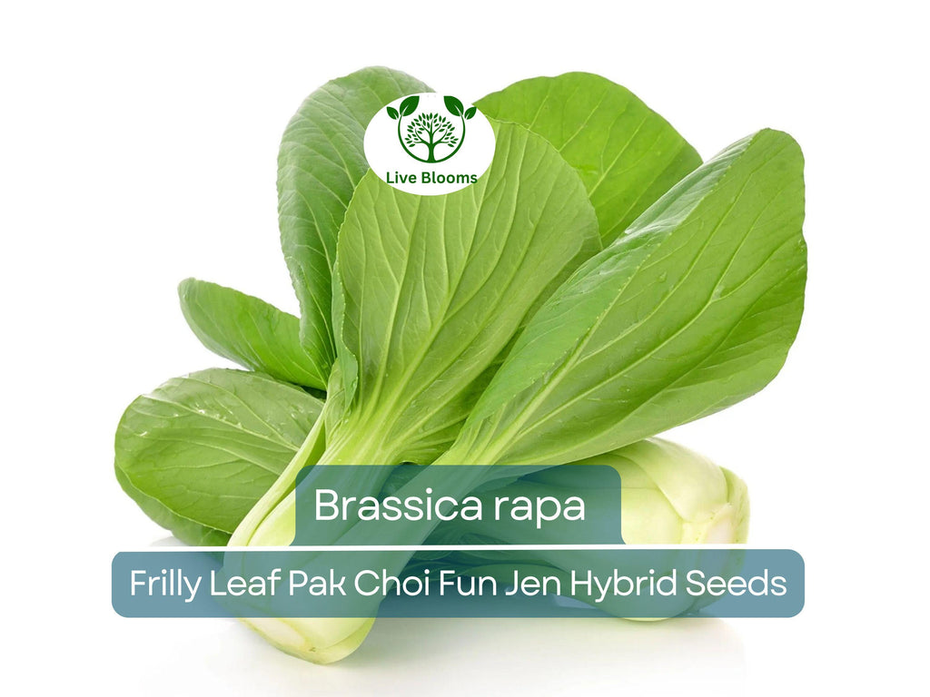 180 Seeds Frilly Leaf Pak Choi Fun Jen Hybrid for Planting (Brassica rapa) - Fast-Growing, Crisp, Nutritious Asian Greens for Home Gardens