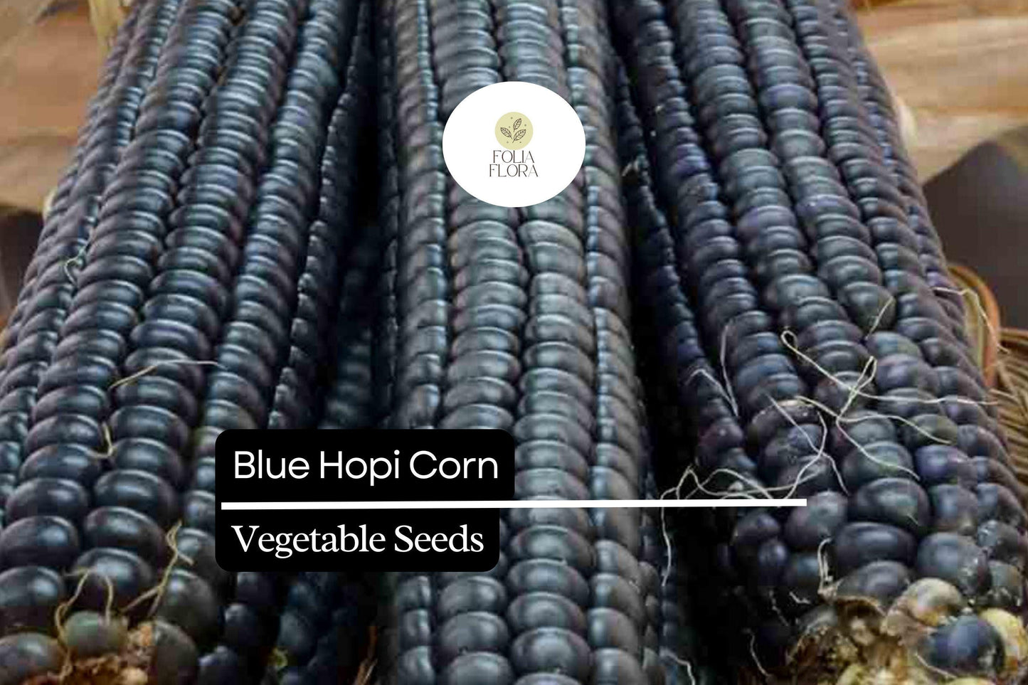 5 Blue Hopi Corn Seeds | Heirloom Blue Maize | Traditional Native Variety for Growing, Crafts & Home Gardens