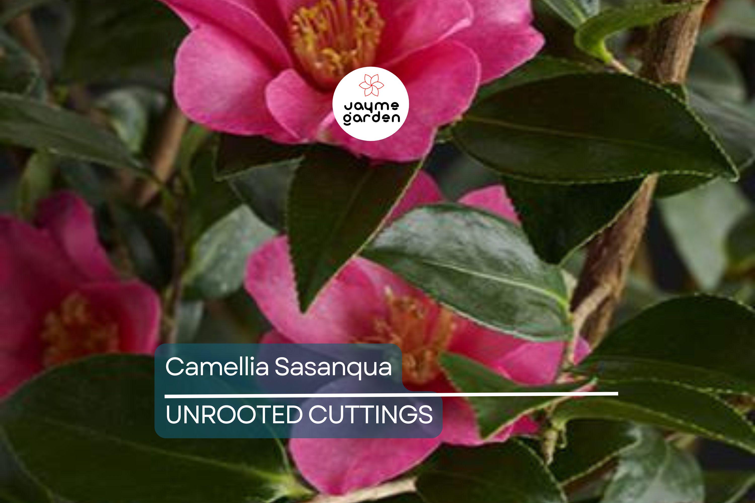 4 Pink ‘n Yellow Camellia Sasanqua Cuttings (5”+) - Shishi Gashira Evergreen Shrub