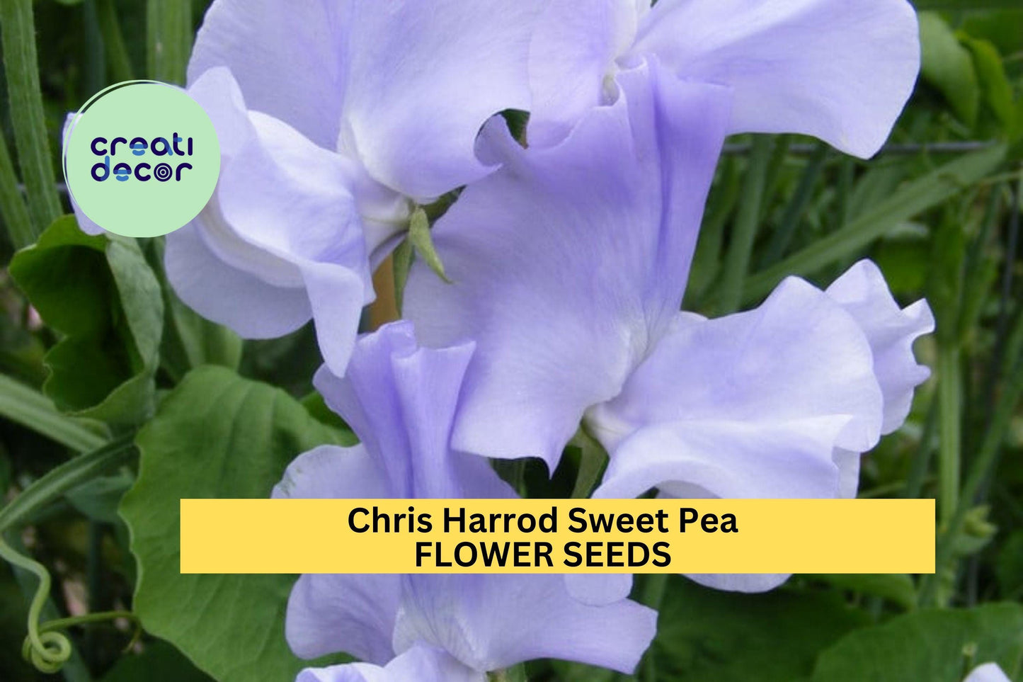 50+ Chris Harrod Sweet Pea Seeds – Soft Pink Fragrant Blooms for Garden Planting, Climbing Vines for Trellises & Cut Flowers – USA