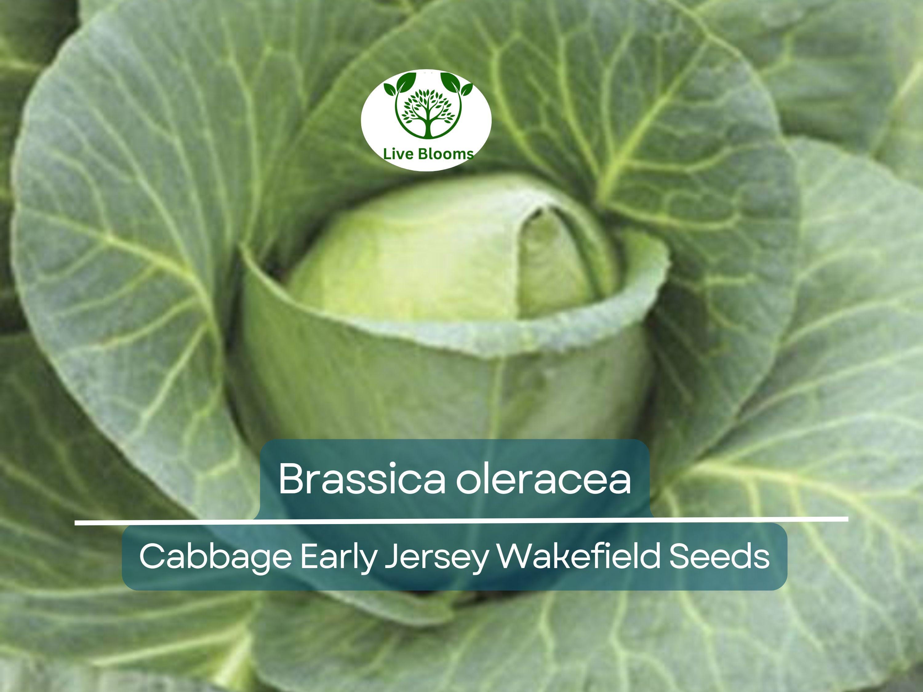 250 Seeds Cabbage Early Jersey Wakefield - Brassica oleracea | Heirloom Cabbage for Planting, Gardening & Early Crisp Harvests