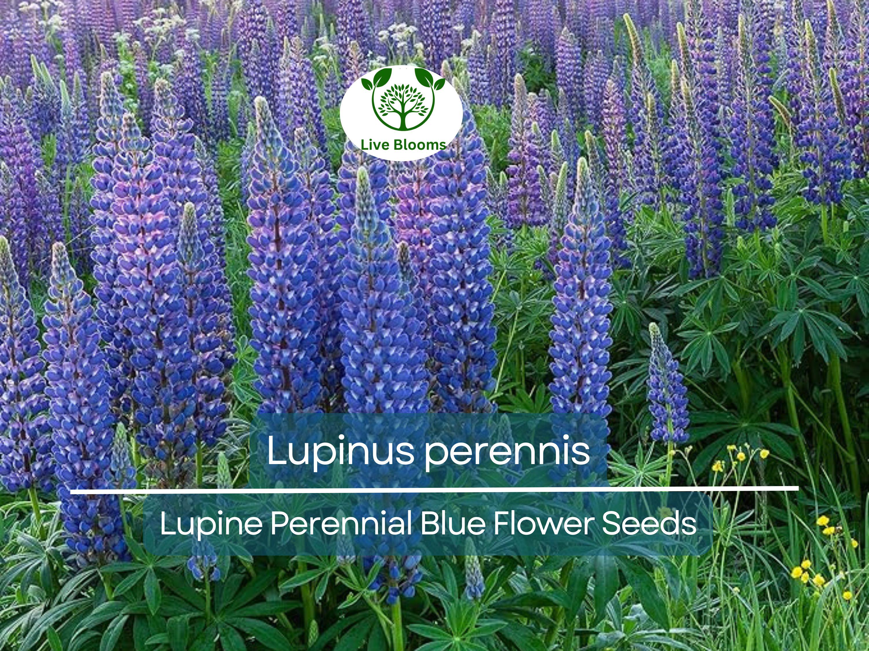 25 Seeds Lupine Perennial Blue for Planting – Lupinus perennis, Blue Flower, Hardy Plant, Easy to Grow, Attracts Pollinators, USDA Zones 3-9