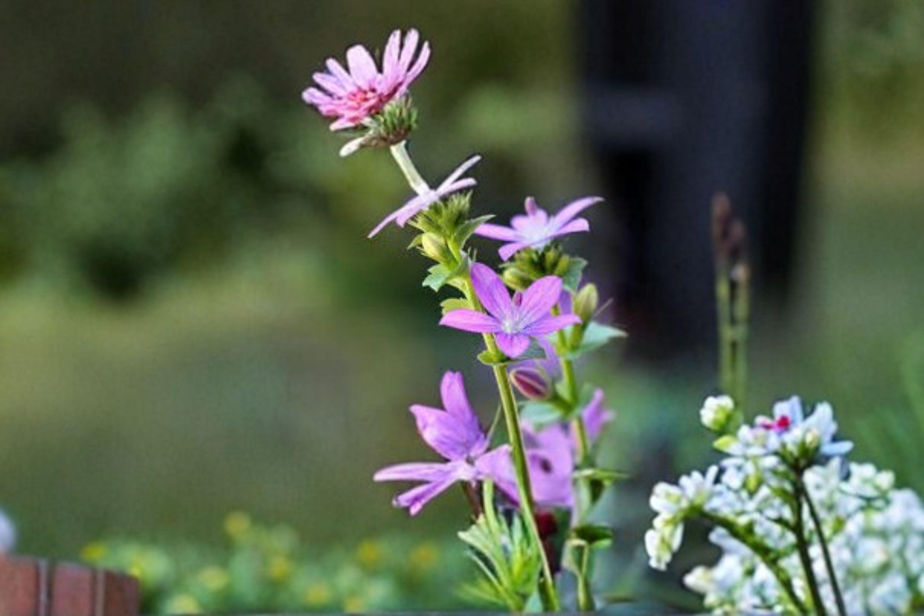 Venus’ Looking Glass – Triodanis perfoliata, Native Annual Wildflower | Early Bloomer (1000 Seeds)