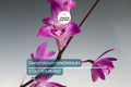 Dendrobium kingianum Orchid | Fragrant Pink Miniature Flower | 5-Inch Bare Root Starter Plant | Easy to Grow for Beginners