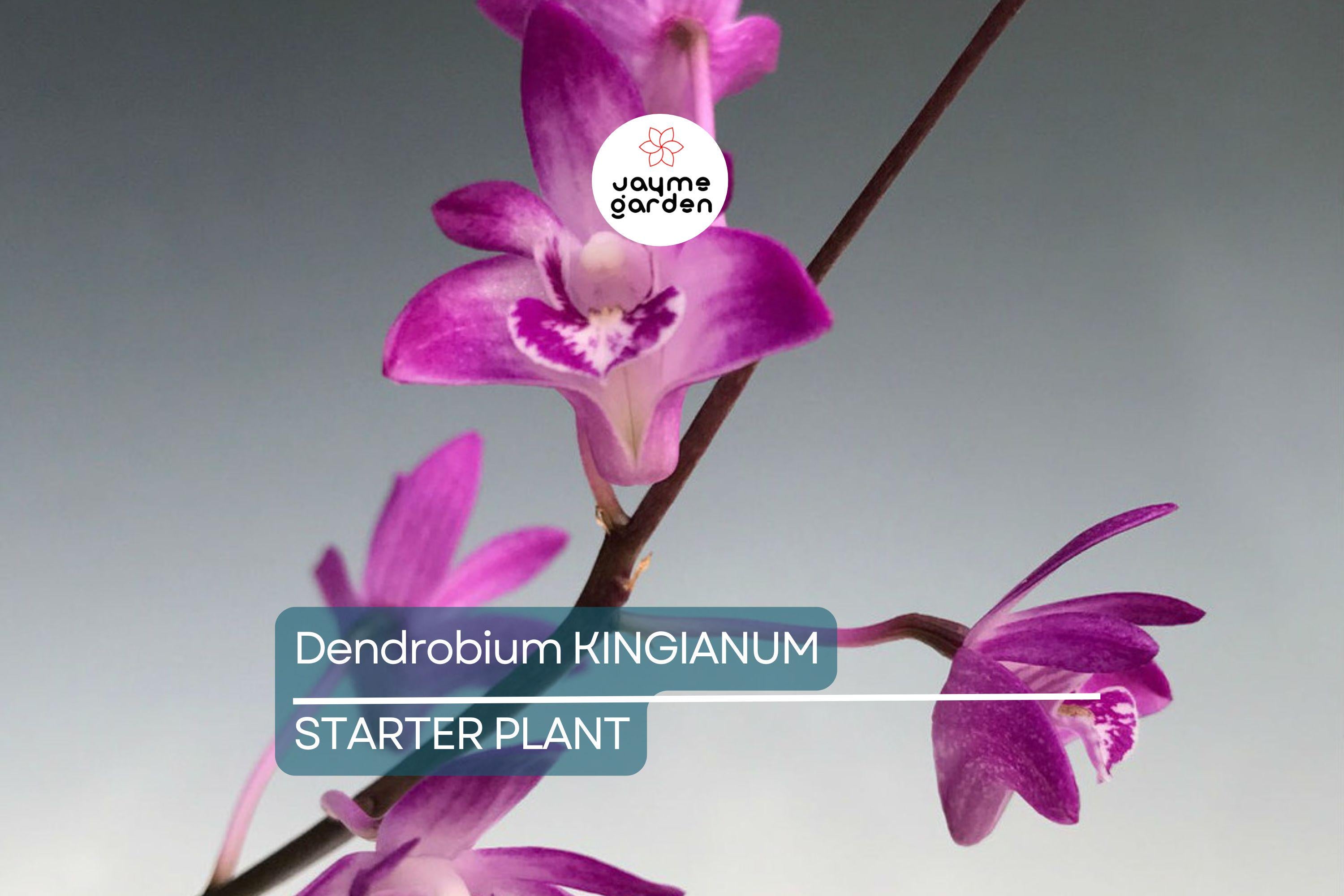 Dendrobium kingianum Orchid | Fragrant Pink Miniature Flower | 5-Inch Bare Root Starter Plant | Easy to Grow for Beginners
