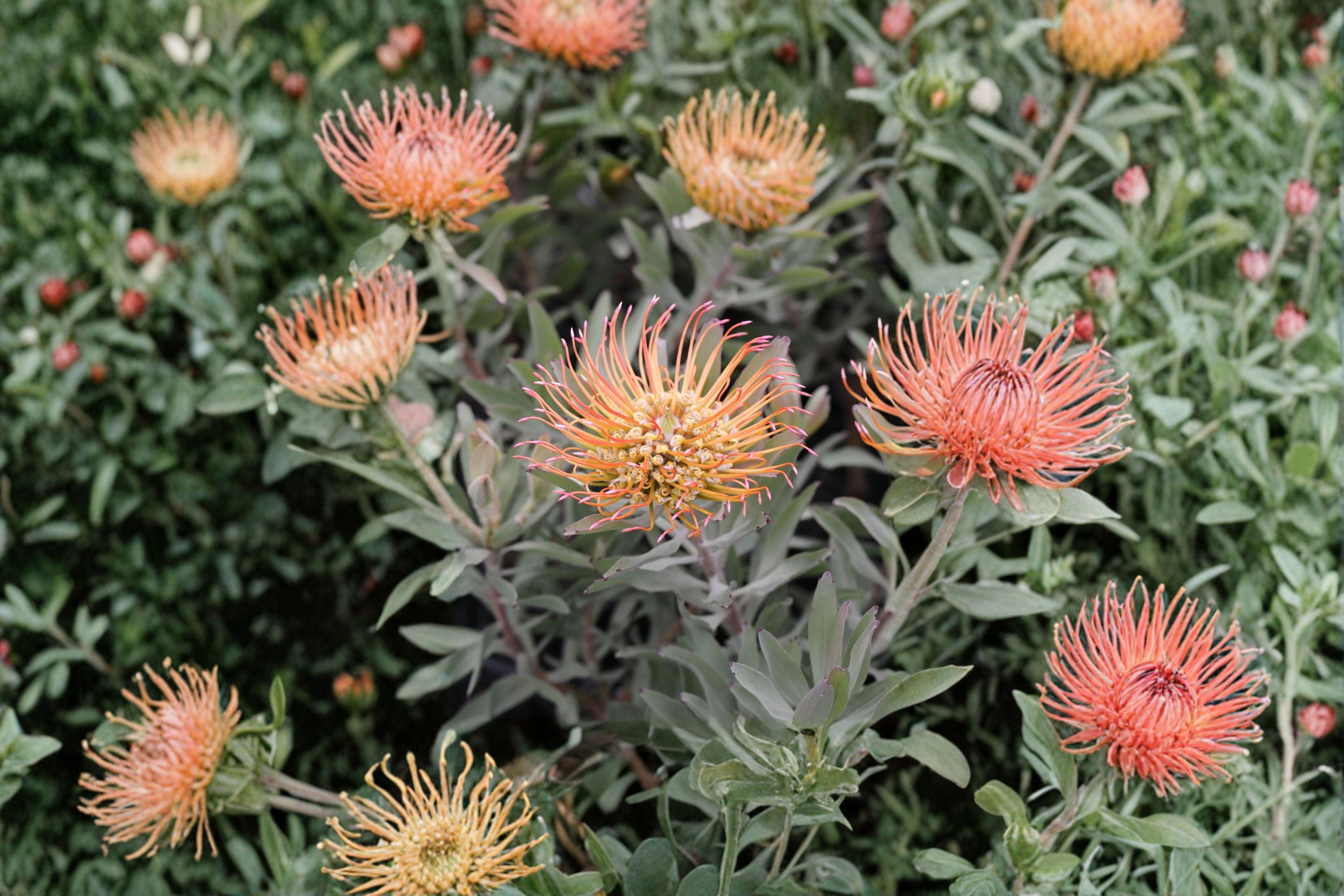 Leucadendron catherinae – Conebush Seeds | 3 Seeds | Rare Protea Family Plant | Ornamental Evergreen Shrub