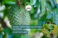 Golden Yellow Soursop Tree - Live Annona muricata 10”-20” | Tropical Fruit Tree for Juicy, Nutritious Fruit