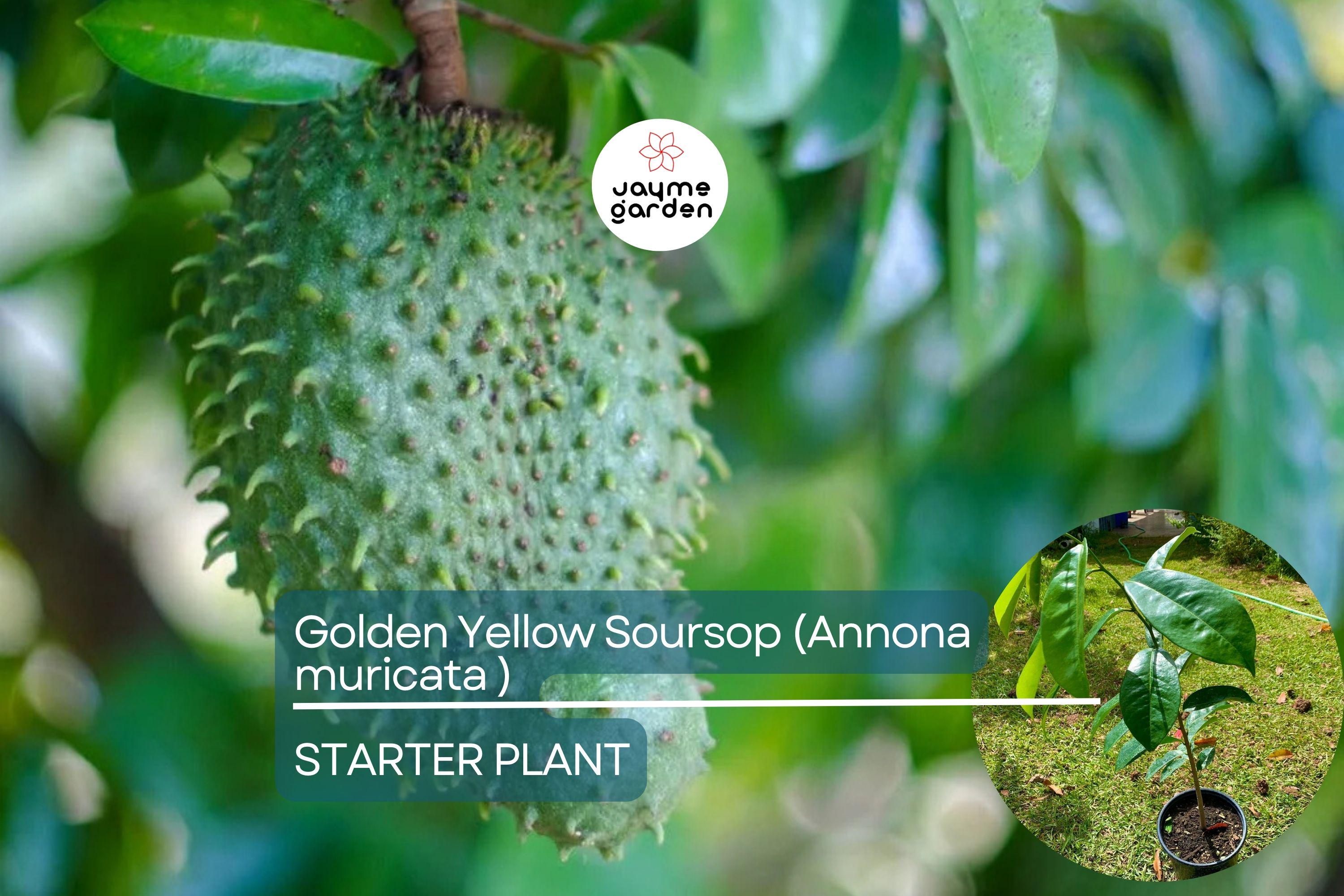 Golden Yellow Soursop Tree - Live Annona muricata 10”-20” | Tropical Fruit Tree for Juicy, Nutritious Fruit