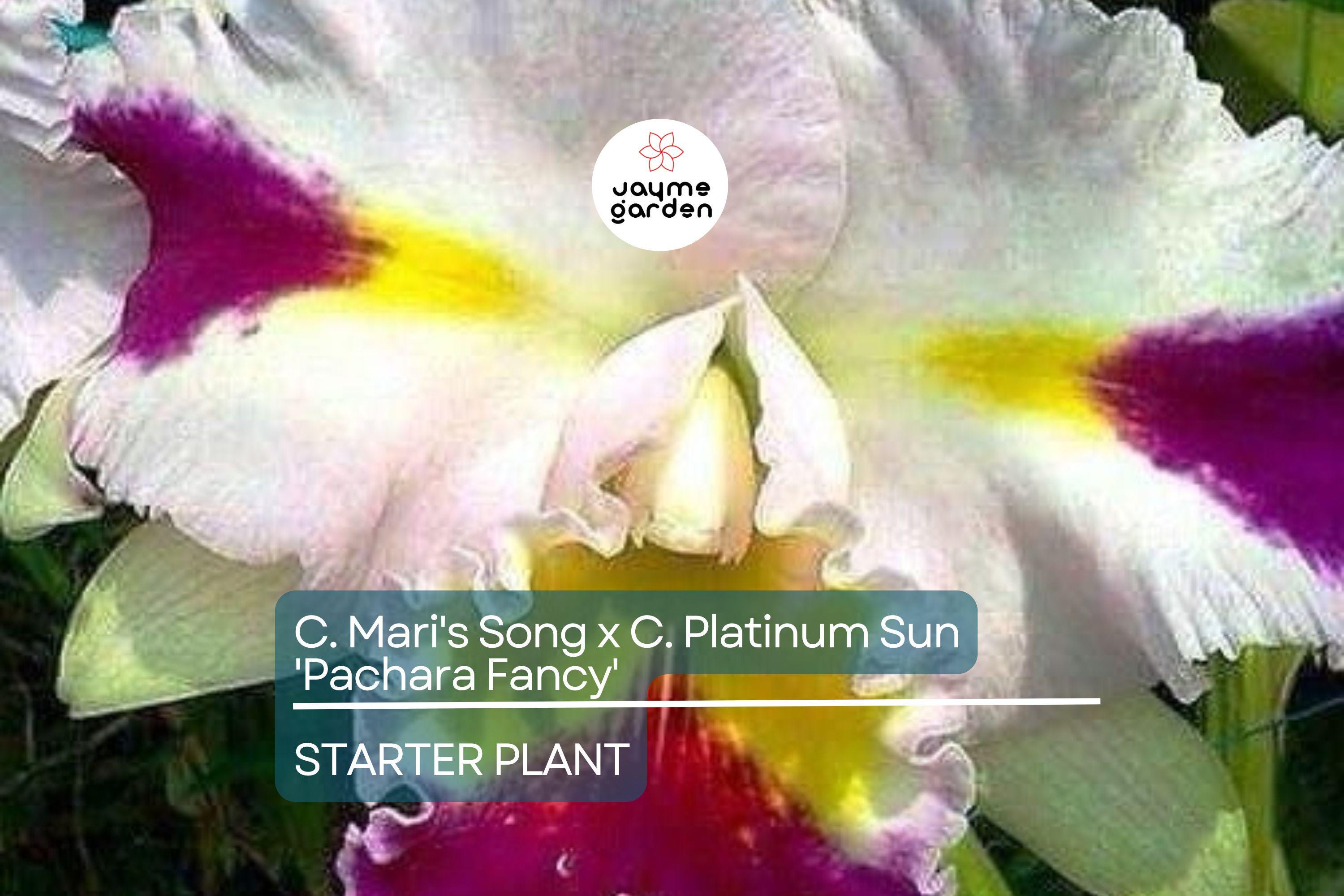 C. Mari's Song x C. Platinum Sun 'Pachara Fancy' Orchid | Live Potted Starter Plant | Multicolor Cattleya | Tropical Indoor/Outdoor