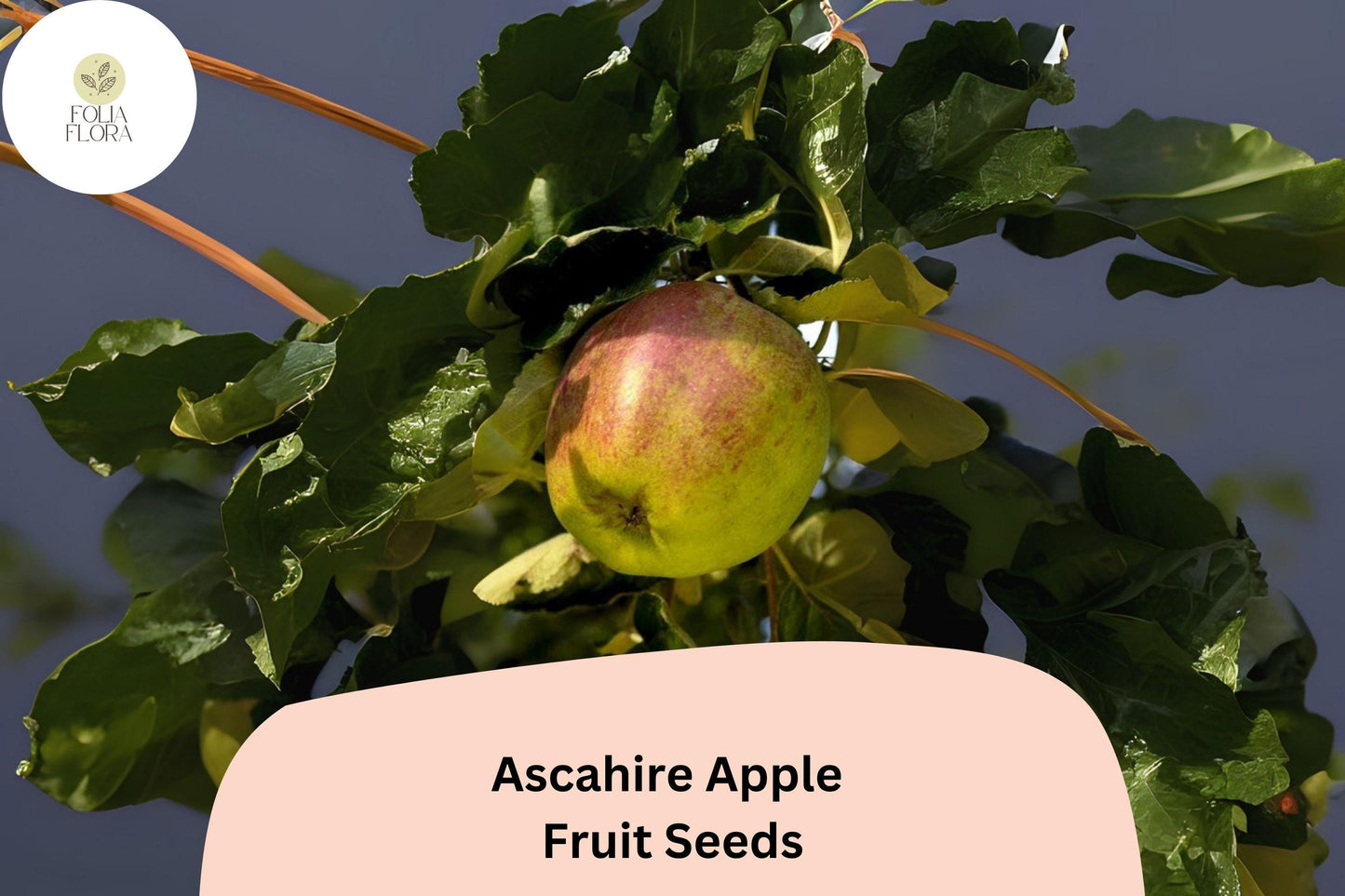 25+ Ascahire Apple Seeds | Rare Heirloom Variety | Malus domestica | Grow Unique Apple Tree | Non-GMO Garden Fruit Seeds
