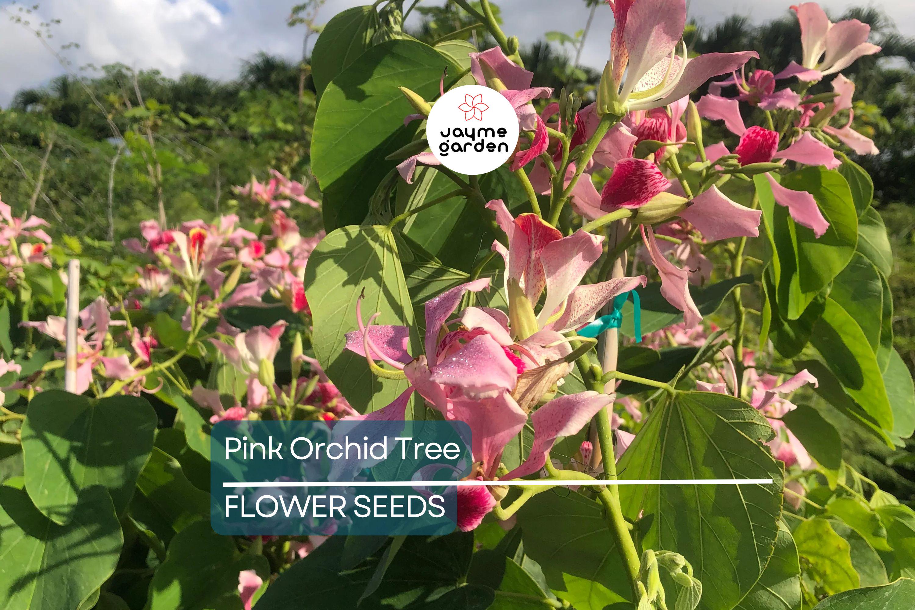 20 Pink Orchid Tree Seeds - Bauhinia monandra, Tropical Butterfly Flower, Rare, Zones 10-12, Attracts Bees & Butterflies, Fast Growing