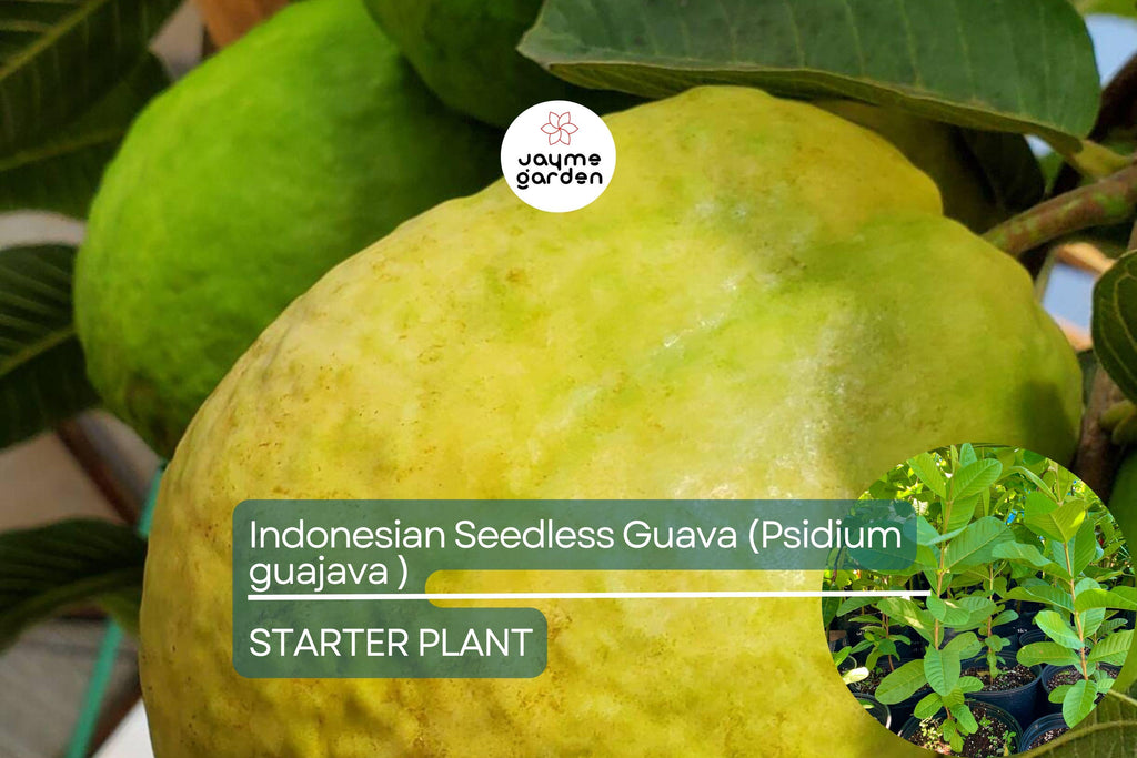 1 Indonesian Seedless Guava Tree (Psidium guajava) 1’-2’ Tall | Sweet & Juicy Seedless Guava Live Fruit Plant