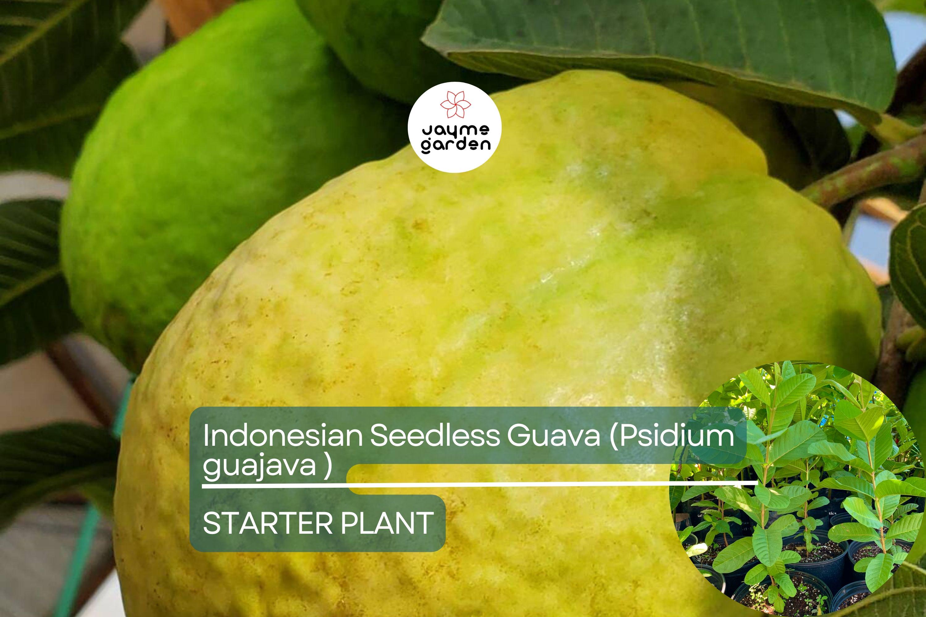 1 Indonesian Seedless Guava Tree (Psidium guajava) 1’-2’ Tall | Sweet & Juicy Seedless Guava Live Fruit Plant