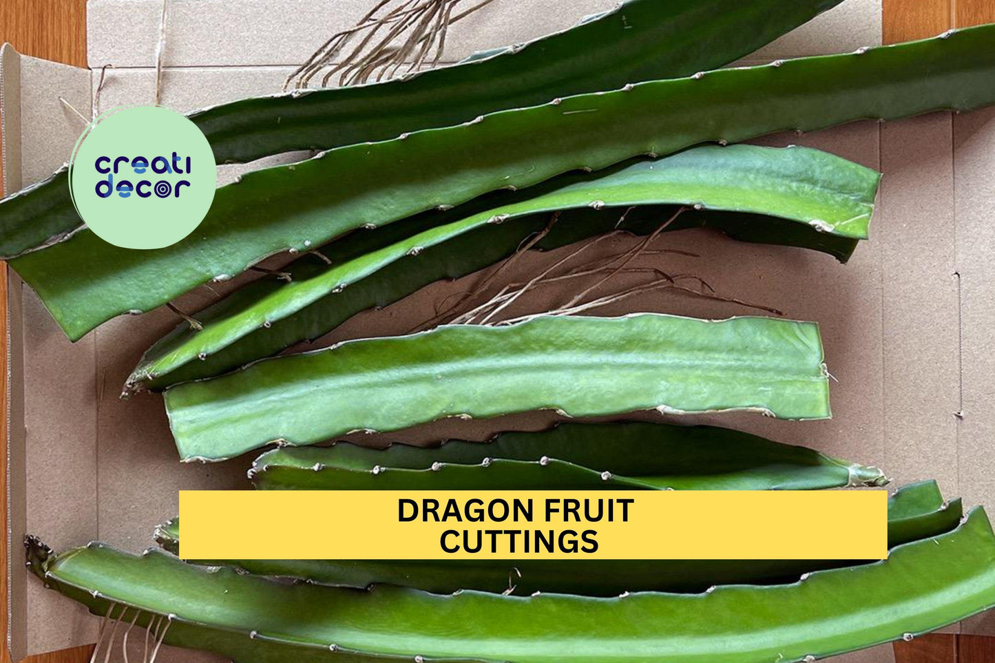 3 Dragon Fruit Cuttings – 15–18” Long Unrooted Stems | Hylocereus Variety for Propagation in Pots, Raised Beds, or Trellised Gardens