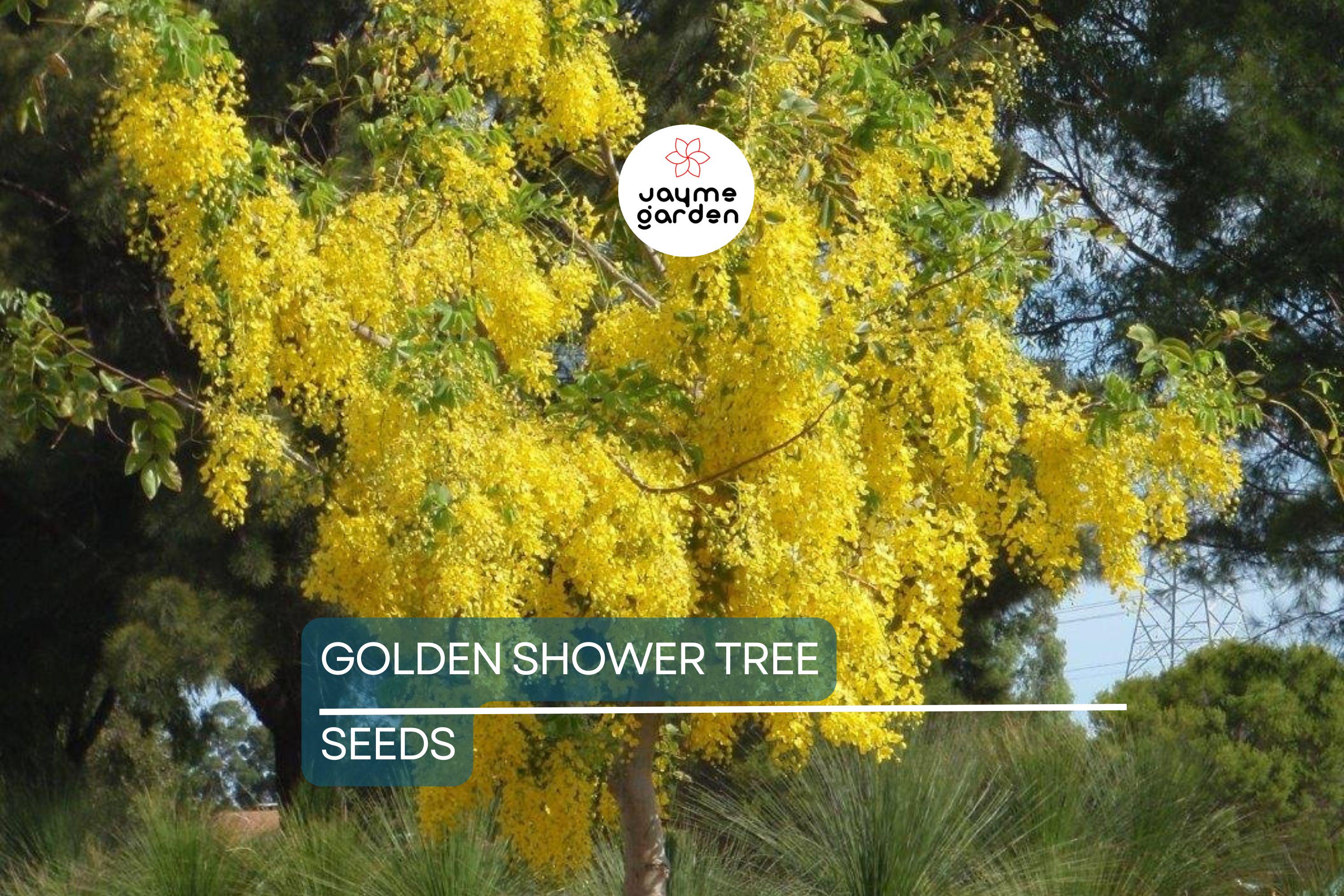 100 Golden Shower Tree Seeds - Cassia Bicapsularis - Yellow Flowers, Butterfly Host, Winter Blooming, Low Water Use