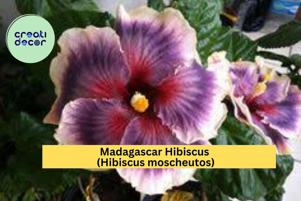 Madagascar Hibiscus Plant – Hibiscus moscheutos – Live Starter Mallow, Hardy Perennial, Large Tropical Blooms, US Grown