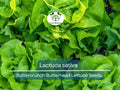 700 Seeds Buttercrunch Butterhead Lettuce – Lactuca sativa | Heirloom Lettuce Seeds for Planting, Gardening & Fresh, Tender Harvests