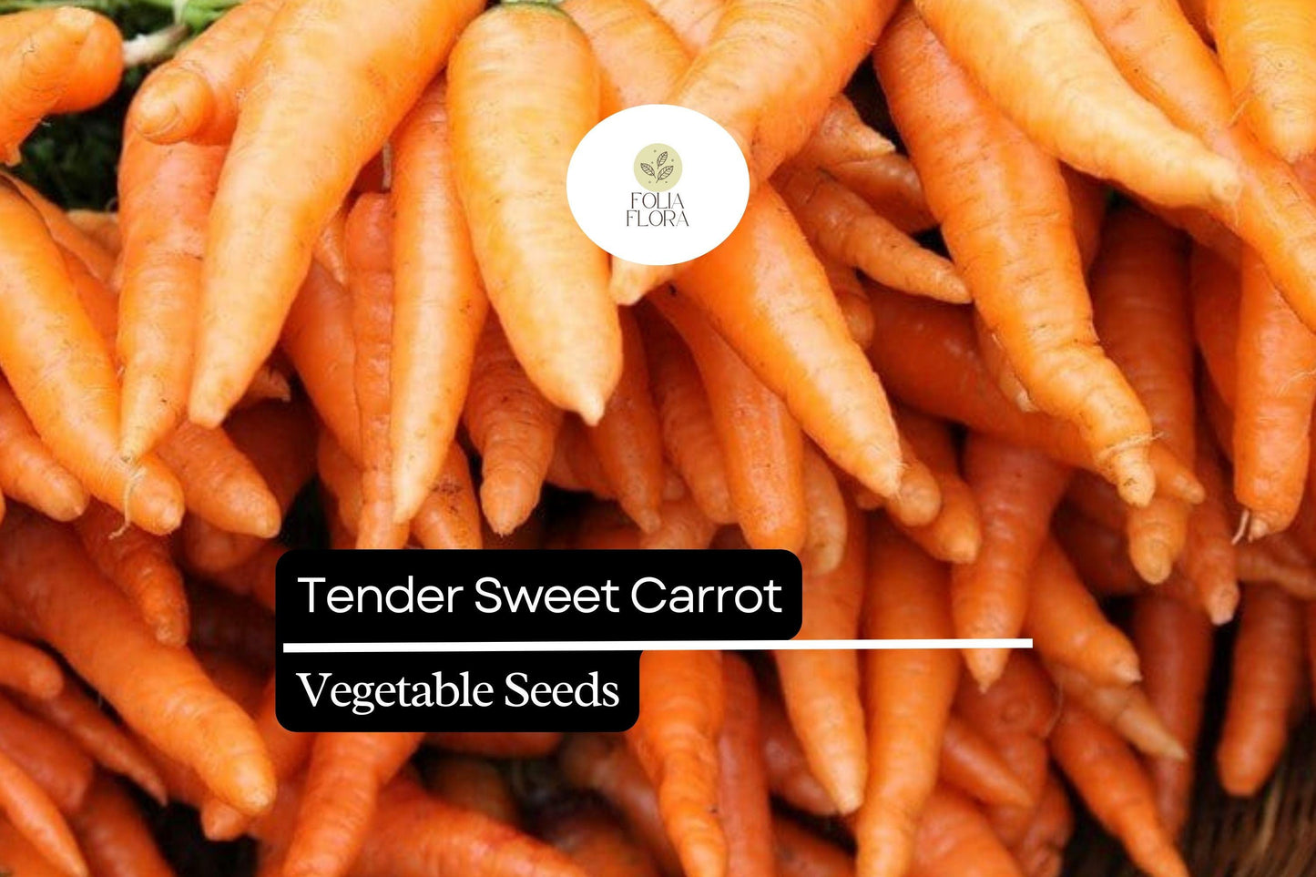 300 Tender Sweet Carrot Seeds – Daucus carota – Extra Sweet, Crisp Texture, Heirloom, Non-GMO, Perfect for Juicing