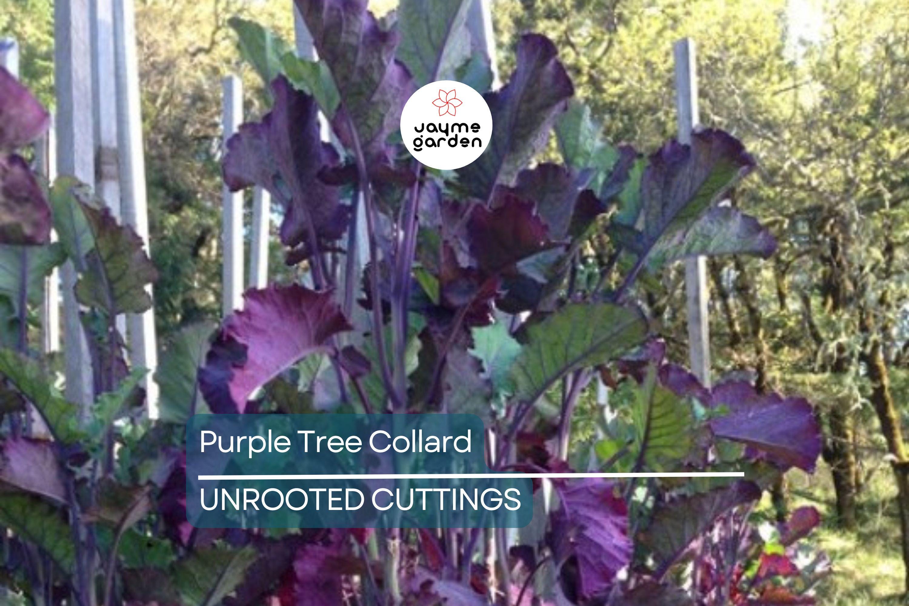 Purple Tree Collard Cuttings (2) – Organic Kale Cutting for Easy Growing, Pesticide-Free