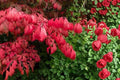 Burning Bush 2 Live Plants Bare Root (Euonymus alatus) Red Fall Foliage Shrub