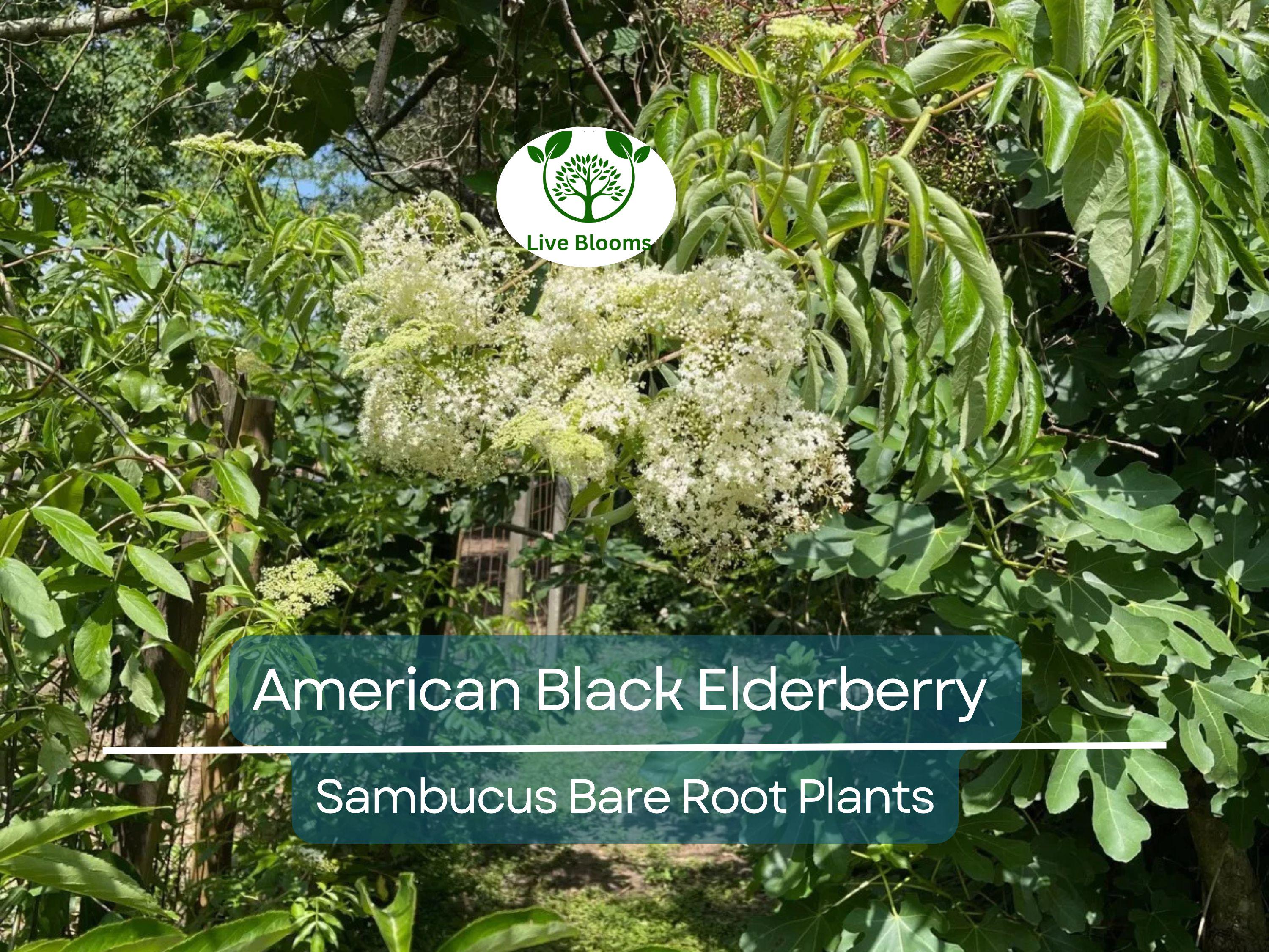 2 American Black Elderberry Plants - Sambucus - Bare Root Live Bush for Planting - Fruit Garden Starter