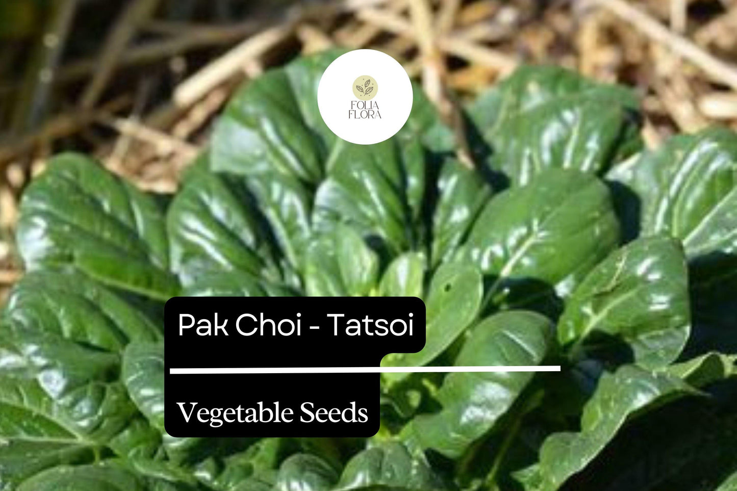 500mg Pak Choi Tatsoi Seeds Brassica rapa for Planting | Heirloom Asian Greens for Salads, Stir-Fries, and Soups