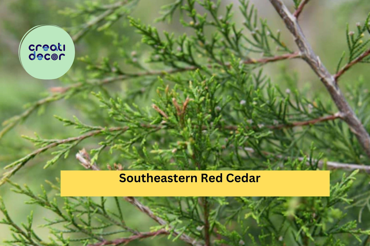Southeastern Red Cedar Trees | Set of 3 Live Bare Root Saplings | 10–14” Tall Native Evergreen Tree Seedlings