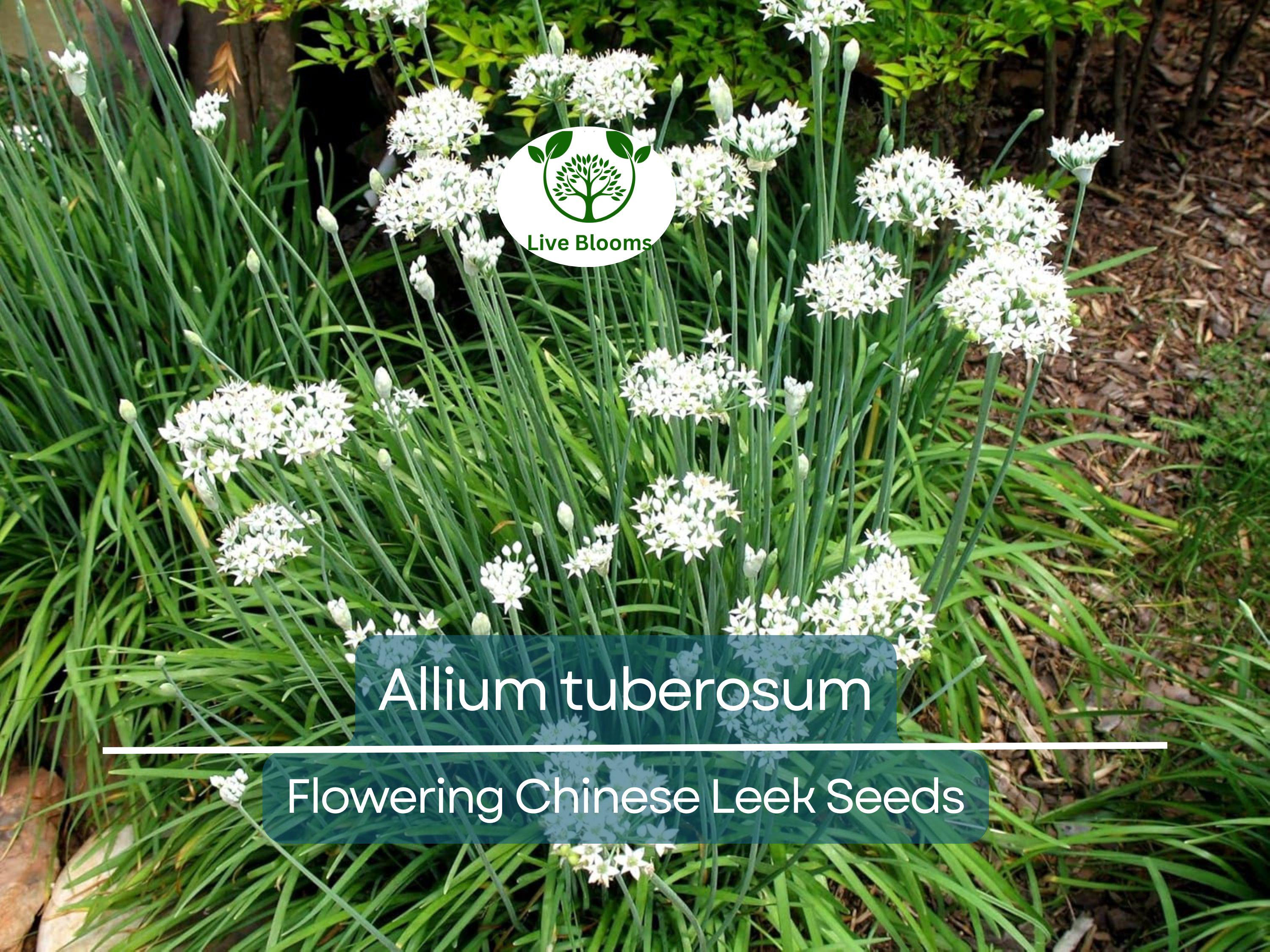 100 Seeds Flowering Chinese Leek - Allium tuberosum, Garlic Chives, Heirloom, Non-GMO, Easy to Grow, Great for Culinary & Ornamental Use