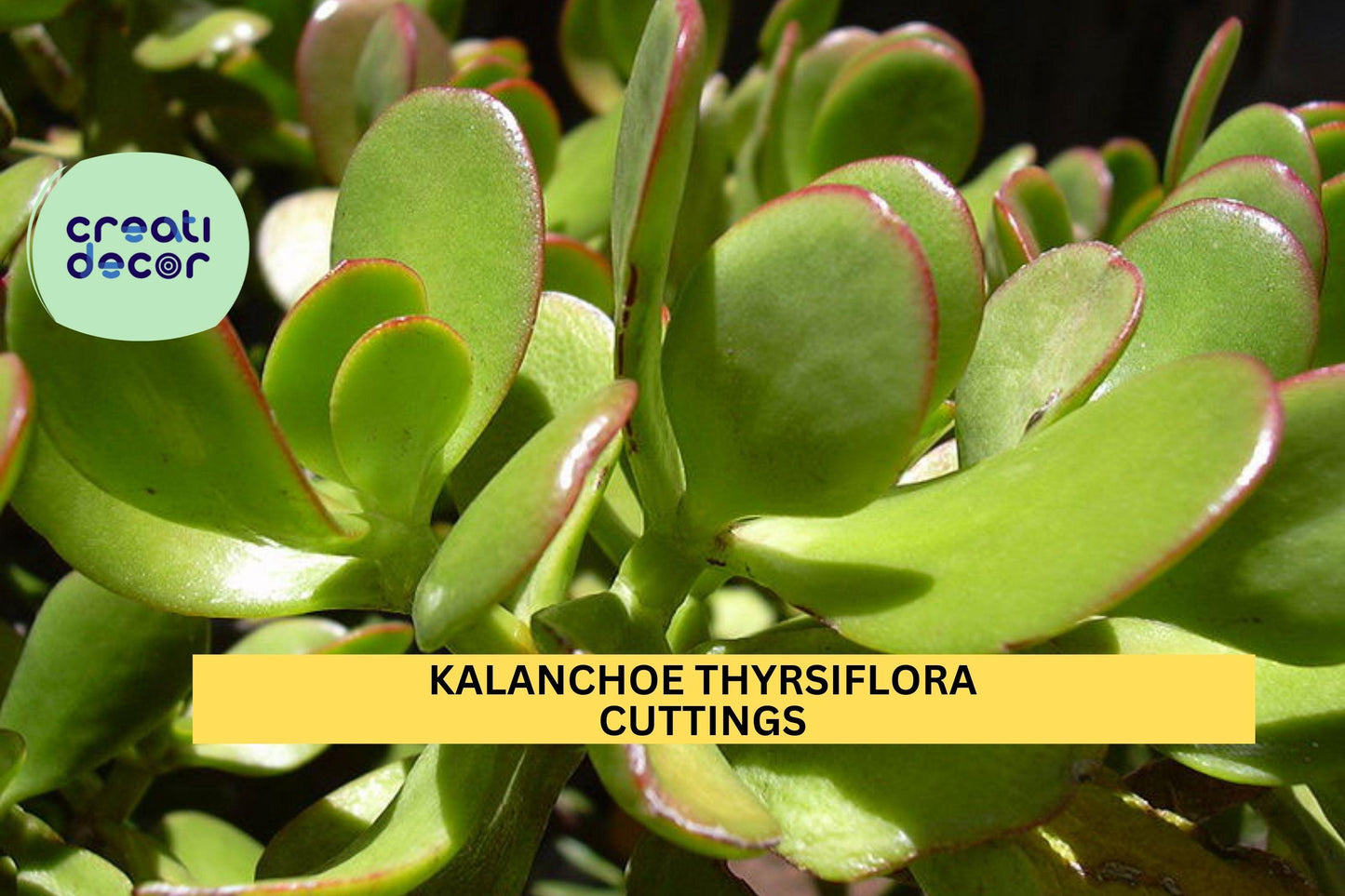1 Kalanchoe thyrsiflora Cutting | Paddle Plant Flapjacks Succulent | 12" Unrooted Leafy Stem | Bold Rosette Indoor Starter