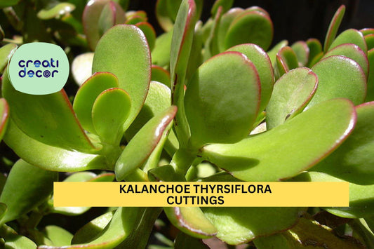 1 Kalanchoe thyrsiflora Cutting | Paddle Plant Flapjacks Succulent | 12" Unrooted Leafy Stem | Bold Rosette Indoor Starter
