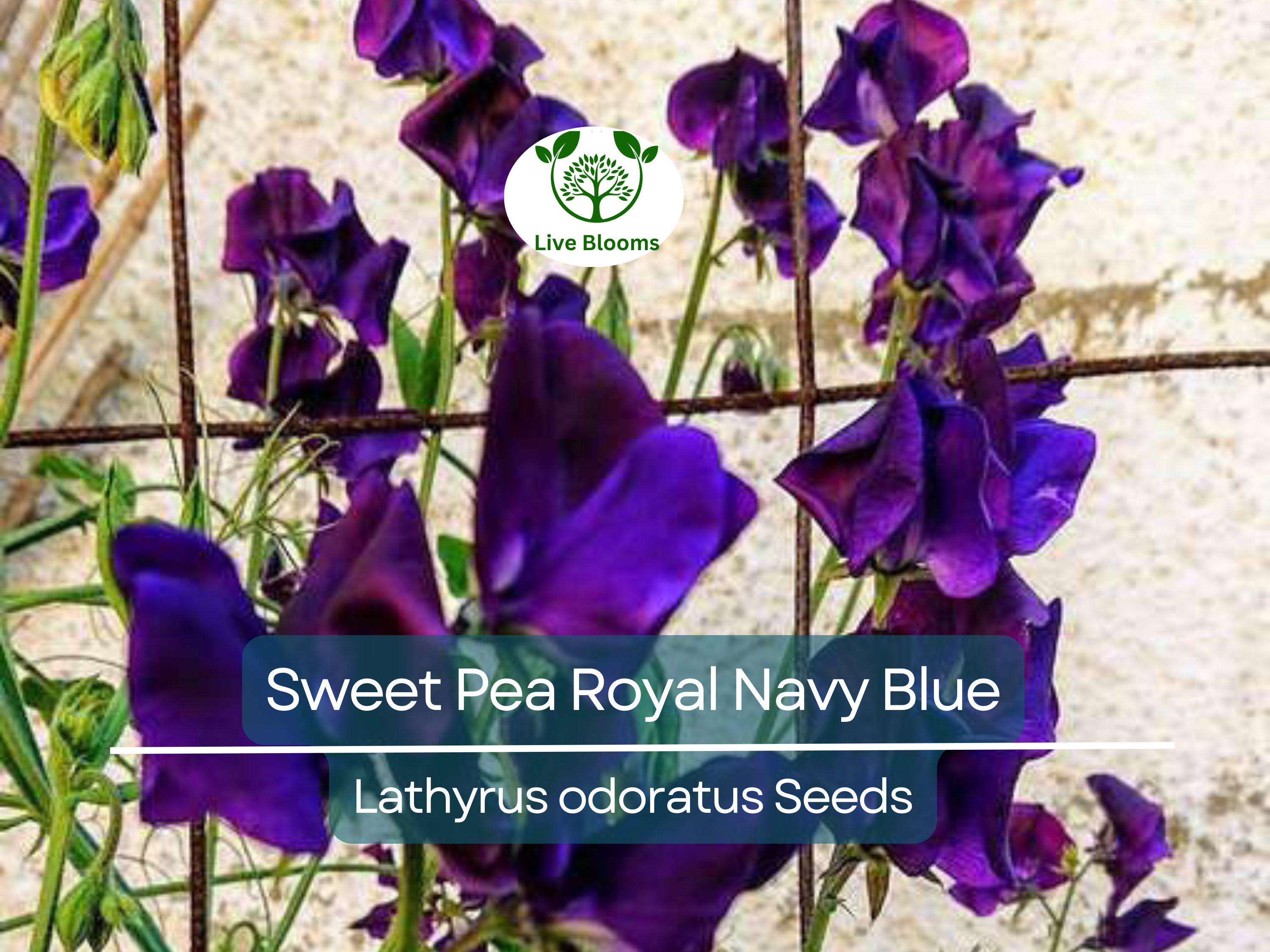 15 Sweet Pea Royal Navy Blue Seeds – Fragrant Climbing Vine | Lathyrus odoratus | Non-GMO Flowers | Heirloom Blue Blooms
