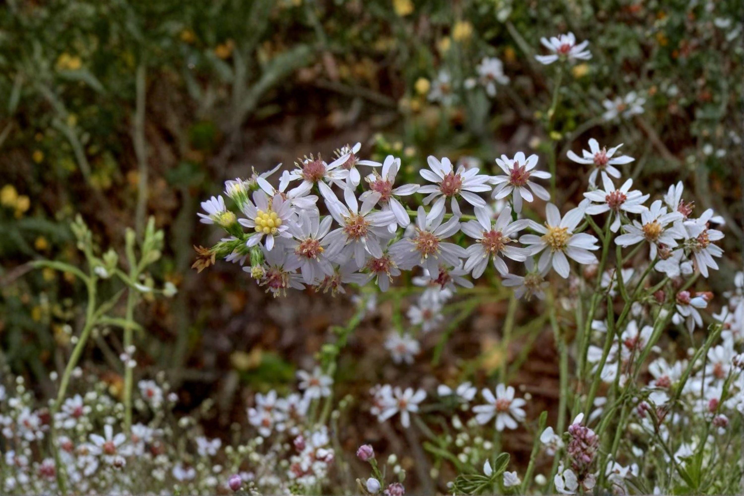 Symphyotrichum drummondii – Drummond's Aster | 100 Seeds | Native Aster Wildflower | Pollinator Garden Plant