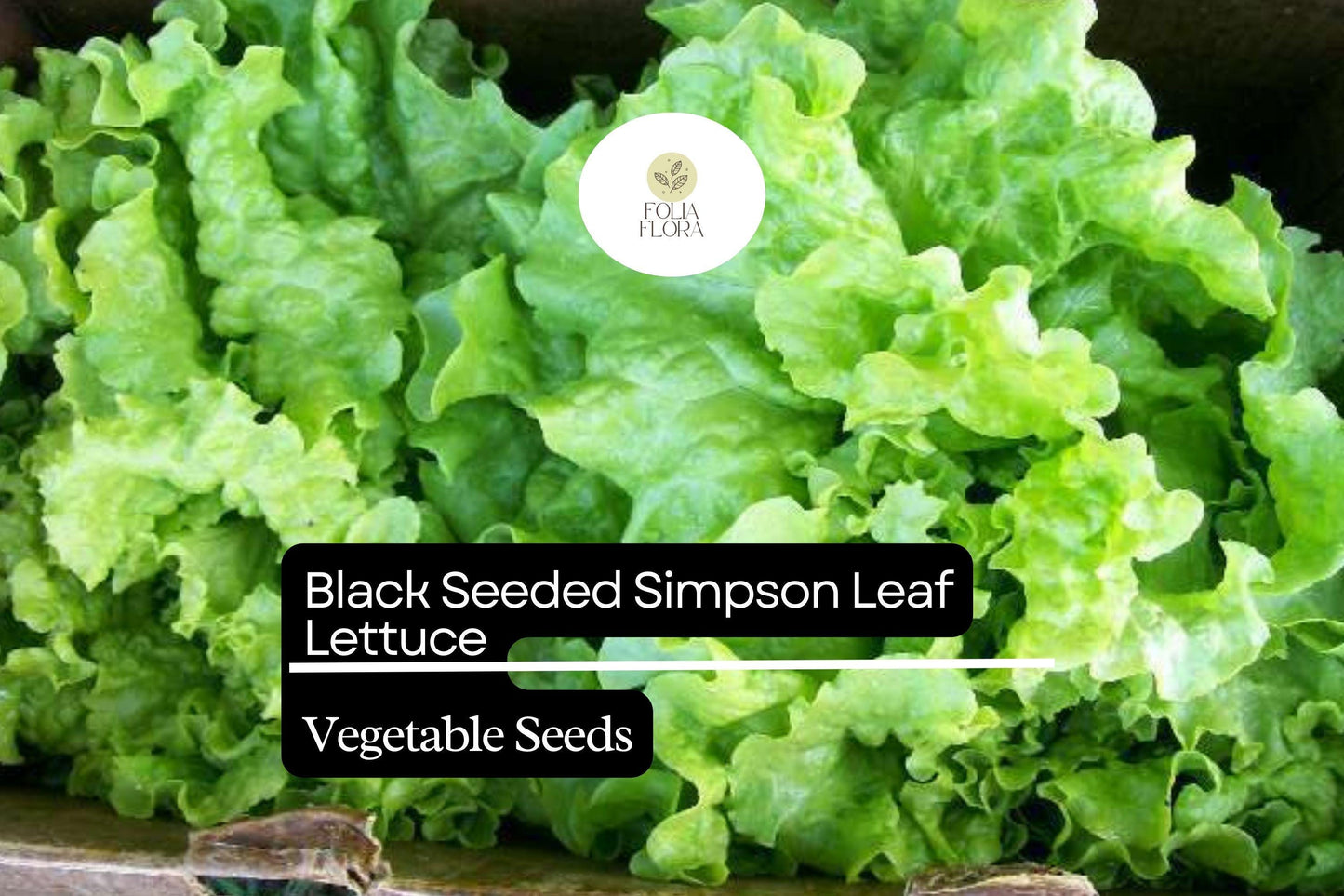 1000 Black Seeded Simpson Lettuce Seeds – Lactuca sativa – Heirloom, Fast-Growing, Tender & Crisp