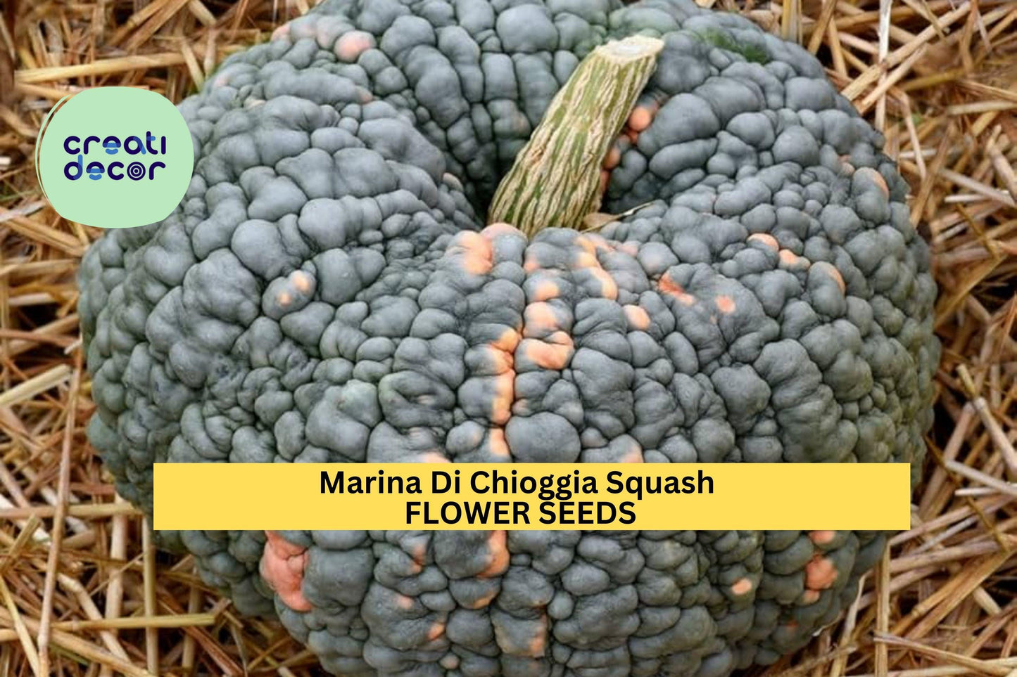 25+ Marina Di Chioggia Squash Seeds – Heirloom Warted Winter Squash for Garden Planting, Sweet & Nutty Flesh for Cooking – USA