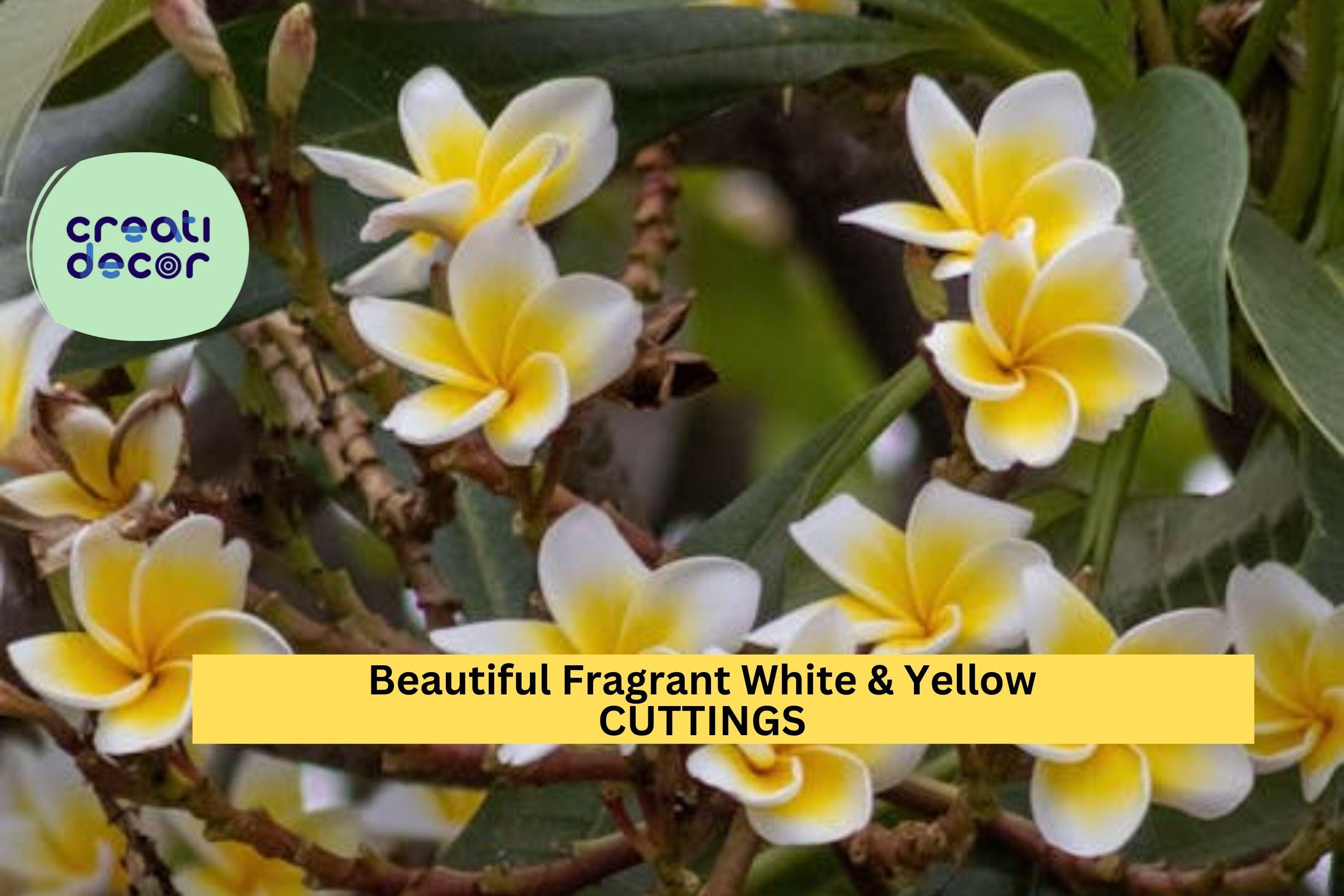 1 Fragrant White & Yellow Plumeria Cutting | 10”+ Unrooted Stem | Prepared for Rooting | Tropical Flowering Plant