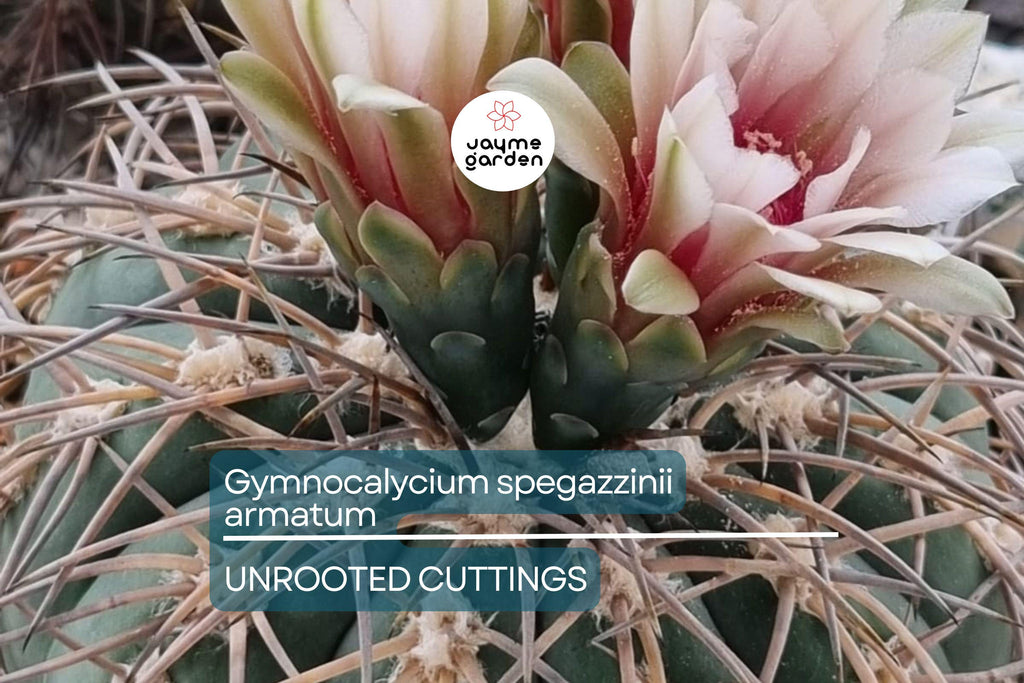 Gymnocalycium spegazzinii armatum Cactus - Live Succulent Plant, 3-4 cm Tall, Rare, Hardy, Beautiful Twisted Spines