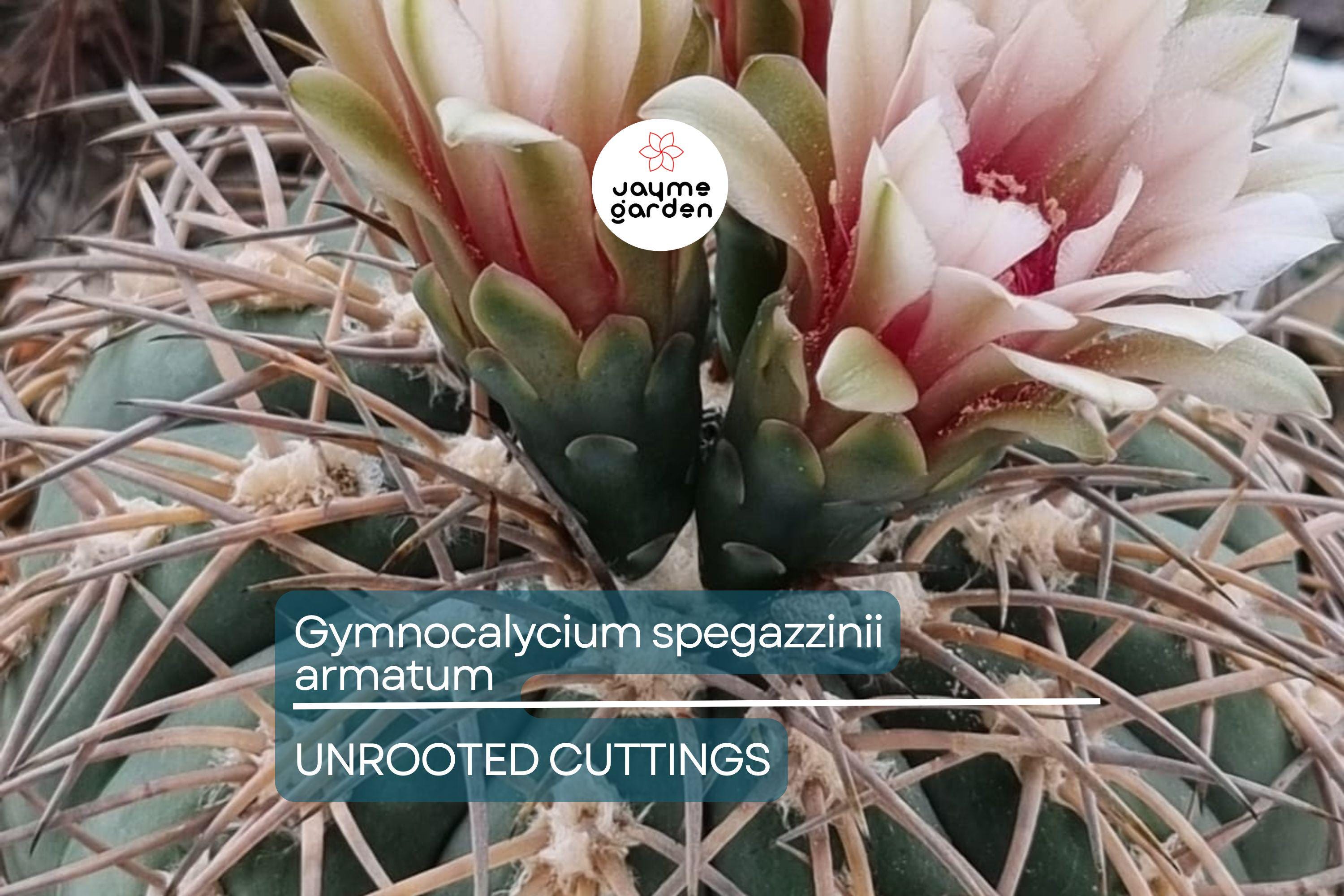 Gymnocalycium spegazzinii armatum Cactus - Live Succulent Plant, 3-4 cm Tall, Rare, Hardy, Beautiful Twisted Spines