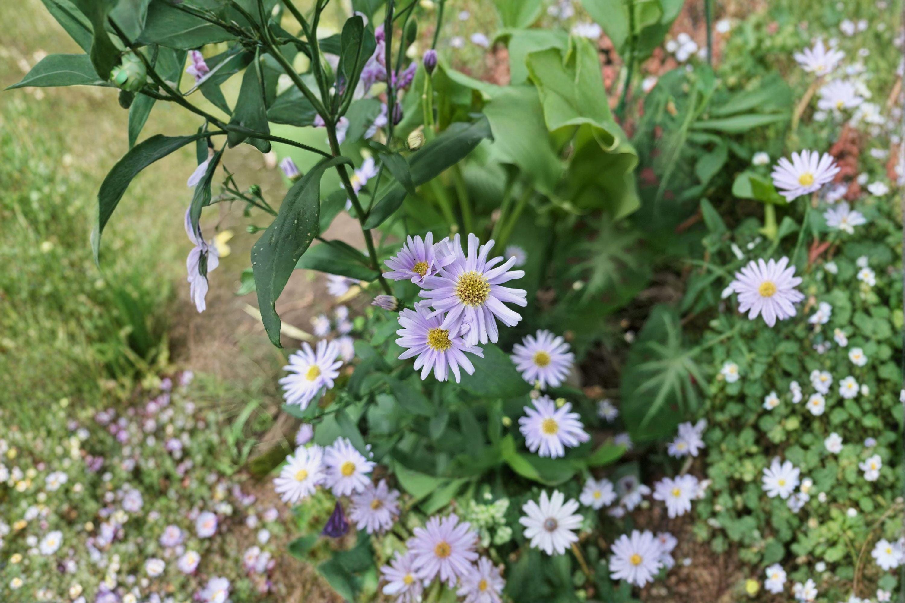 Smooth Blue Aster Seeds –  Symphyotrichum laeve, Native Wildflower for Pollinator Gardens (100 Seeds)