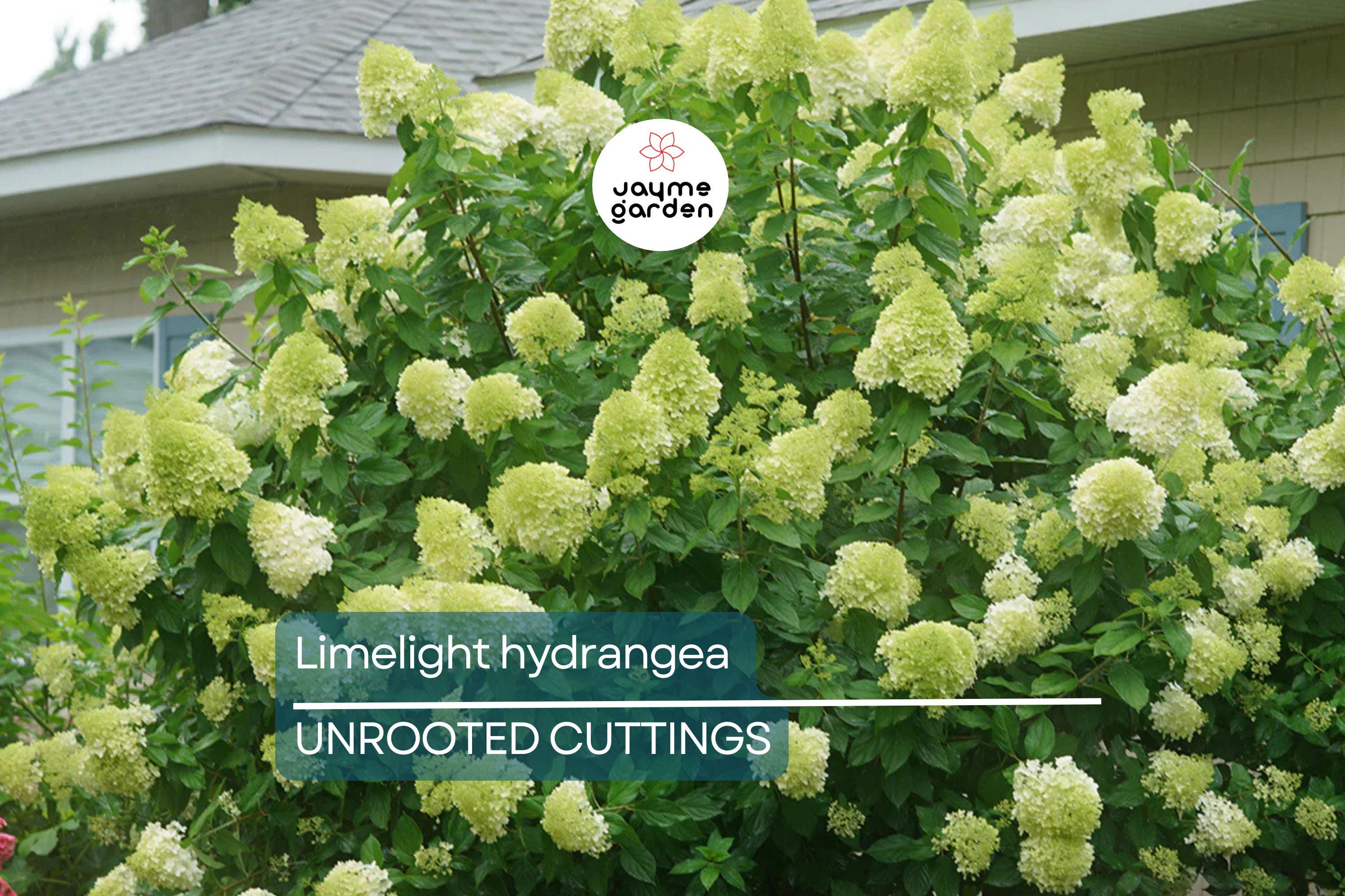 8 Unroot Cuttings Hydrangea Limelight Super Rare Paniculata | Fresh For Rooting or Grafting, Clone Your Flower Perennial Trees