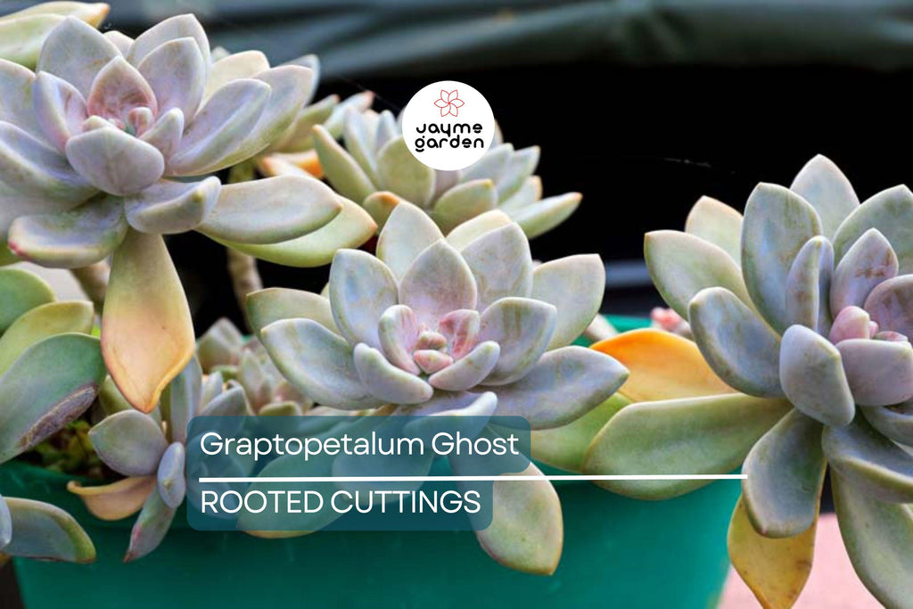 Graptopetalum Ghost Plant 4"-6" Fresh Healthy Rooted Succulent - Graptosedum Paraguayense