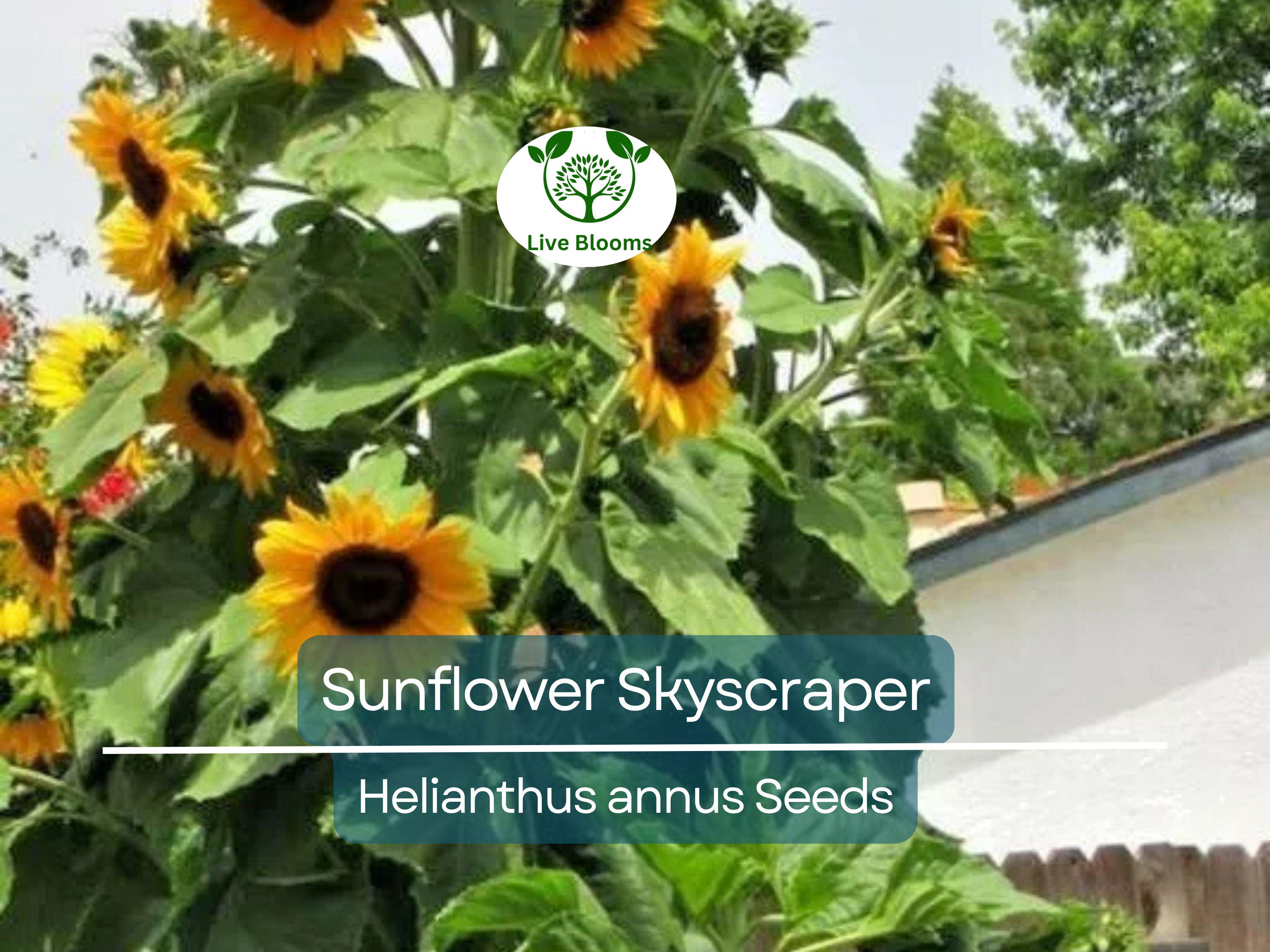 20 Seeds Sunflower Skyscraper, 144" Tall, Huge Edible Flowers, Heirloom Non-GMO, Giant Sunflower, Great for Gardens & Pollinators