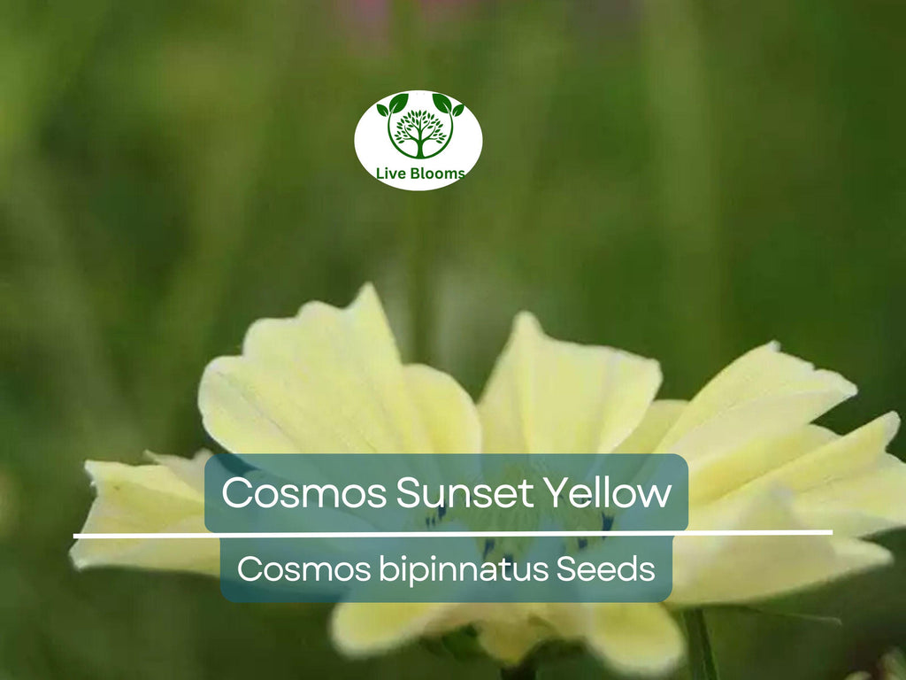 100 Seeds Cosmos Sunset Yellow – Non-GMO, Great for Cut Flowers & Containers, Bright Yellow Blooms, Easy to Grow, Ideal for Gardens
