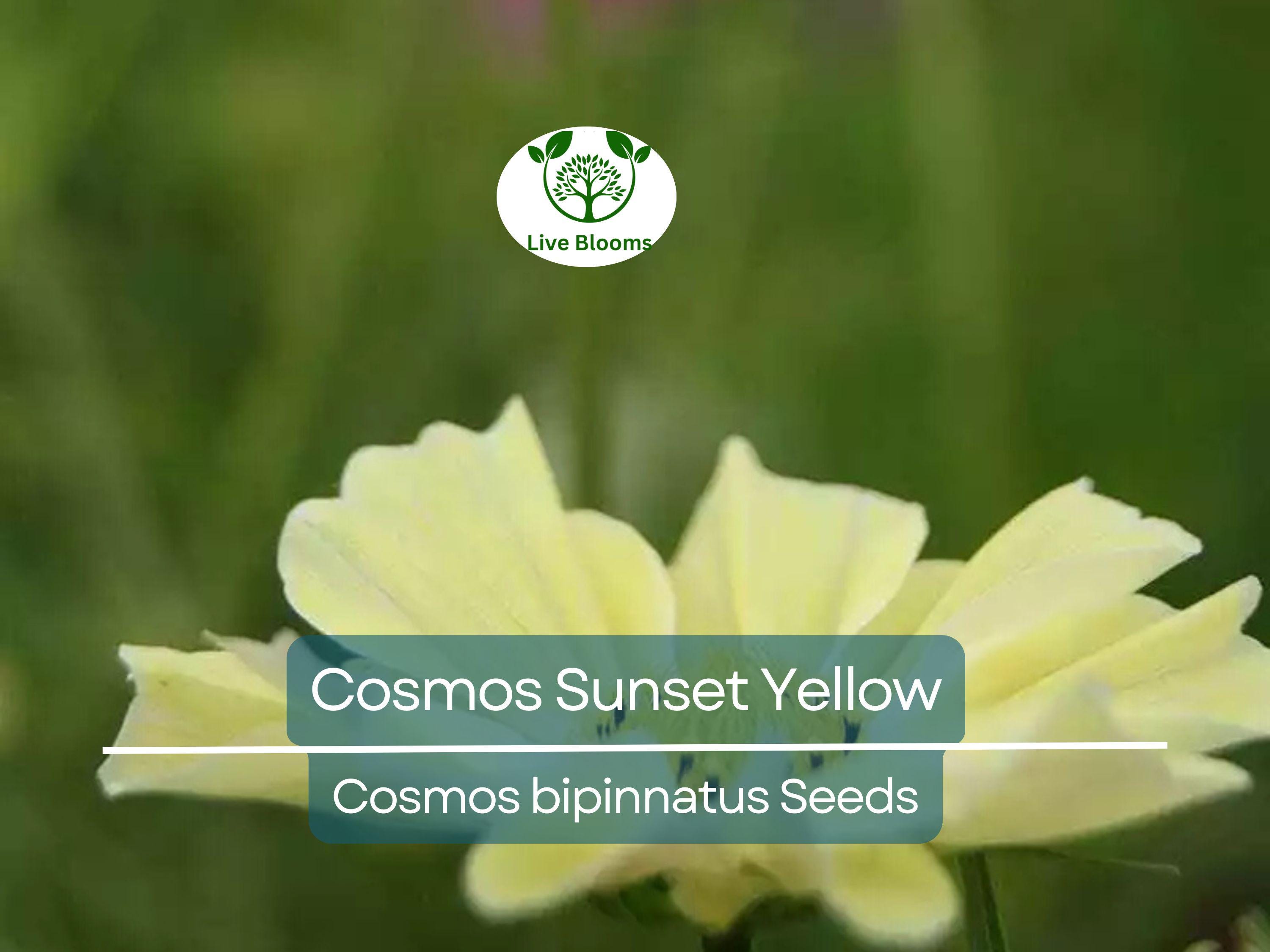 100 Seeds Cosmos Sunset Yellow – Non-GMO, Great for Cut Flowers & Containers, Bright Yellow Blooms, Easy to Grow, Ideal for Gardens