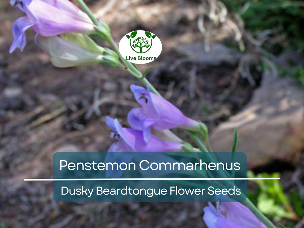 100 mg Seeds Penstemon Commarhenus (Dusky Beardtongue) for Planting | Native Perennial Wildflower for Pollinator Gardens & Meadows