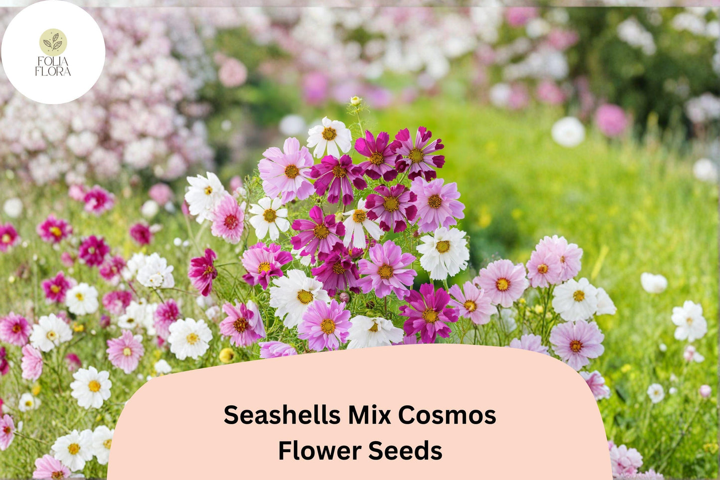 200+ Seashells Mix Cosmos Seeds | Cosmos Bipinnatus Unique Fluted Petals | Annual Garden Flower Seeds for Planting