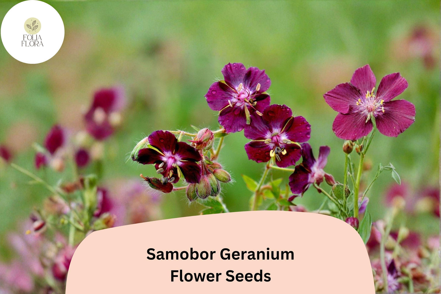 25+ Samobor Geranium Seeds | Purple Cranesbill | Geranium phaeum Samobor Seeds for Shade Gardens & Borders