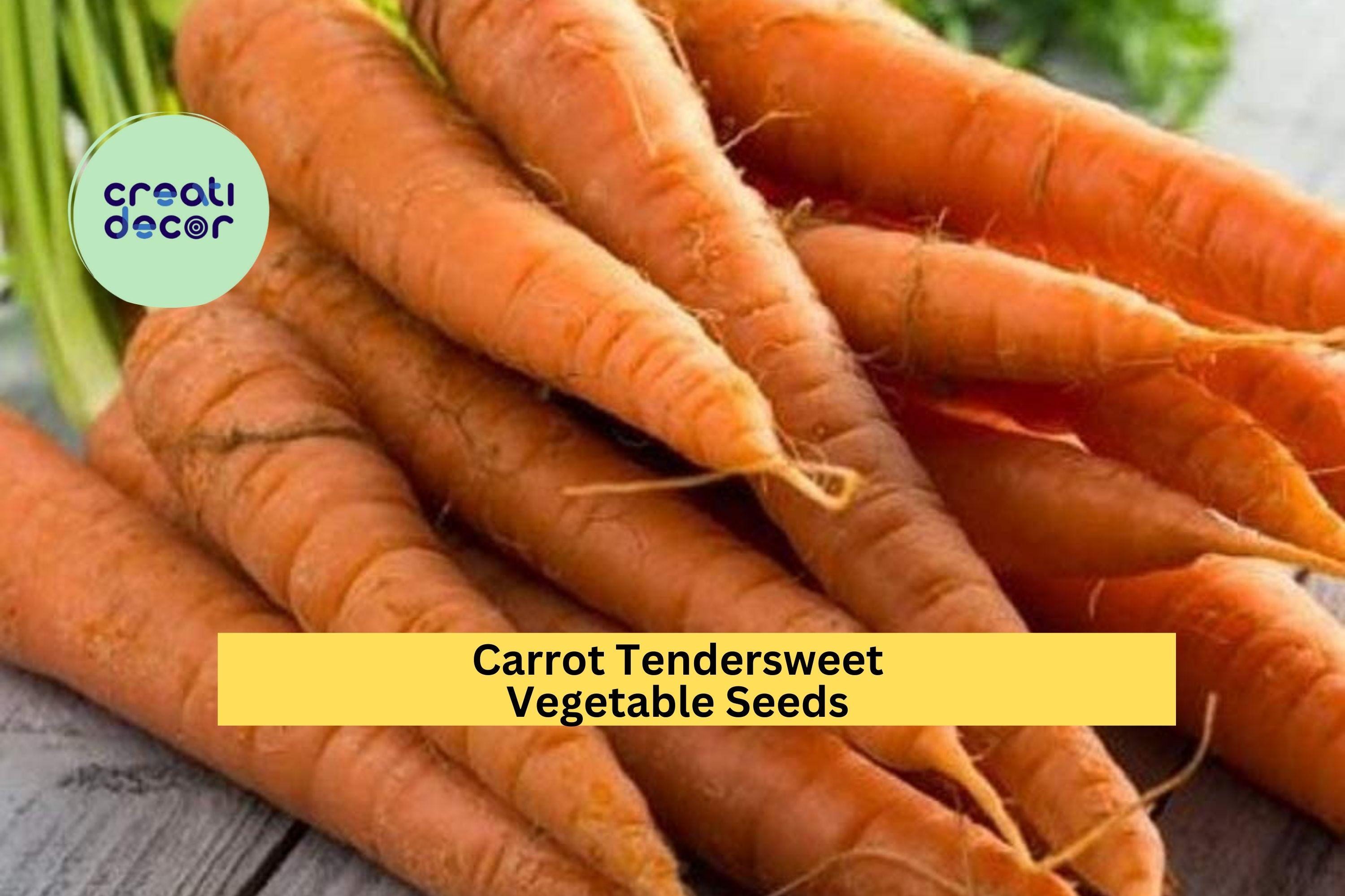 3pcs x 500mg Tendersweet Carrot Seeds – Sweet Orange Root Veggie for Garden Beds, Containers, or Raised Rows Seeds for Planting