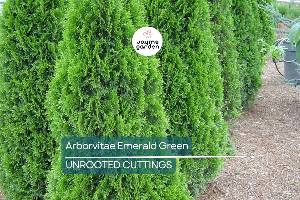 Arborvitae Emerald Green Thuja Emerald Shrub - 10 Fresh Cuttings (10-15 cm) for Rooting